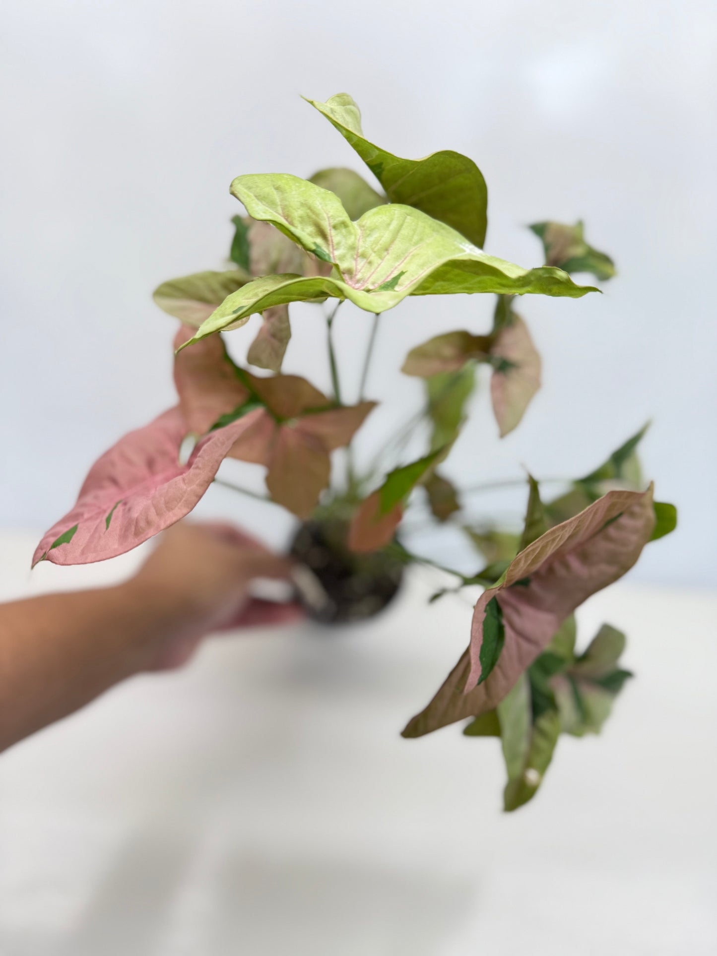 Syngonium 'Beauty' - Large C83