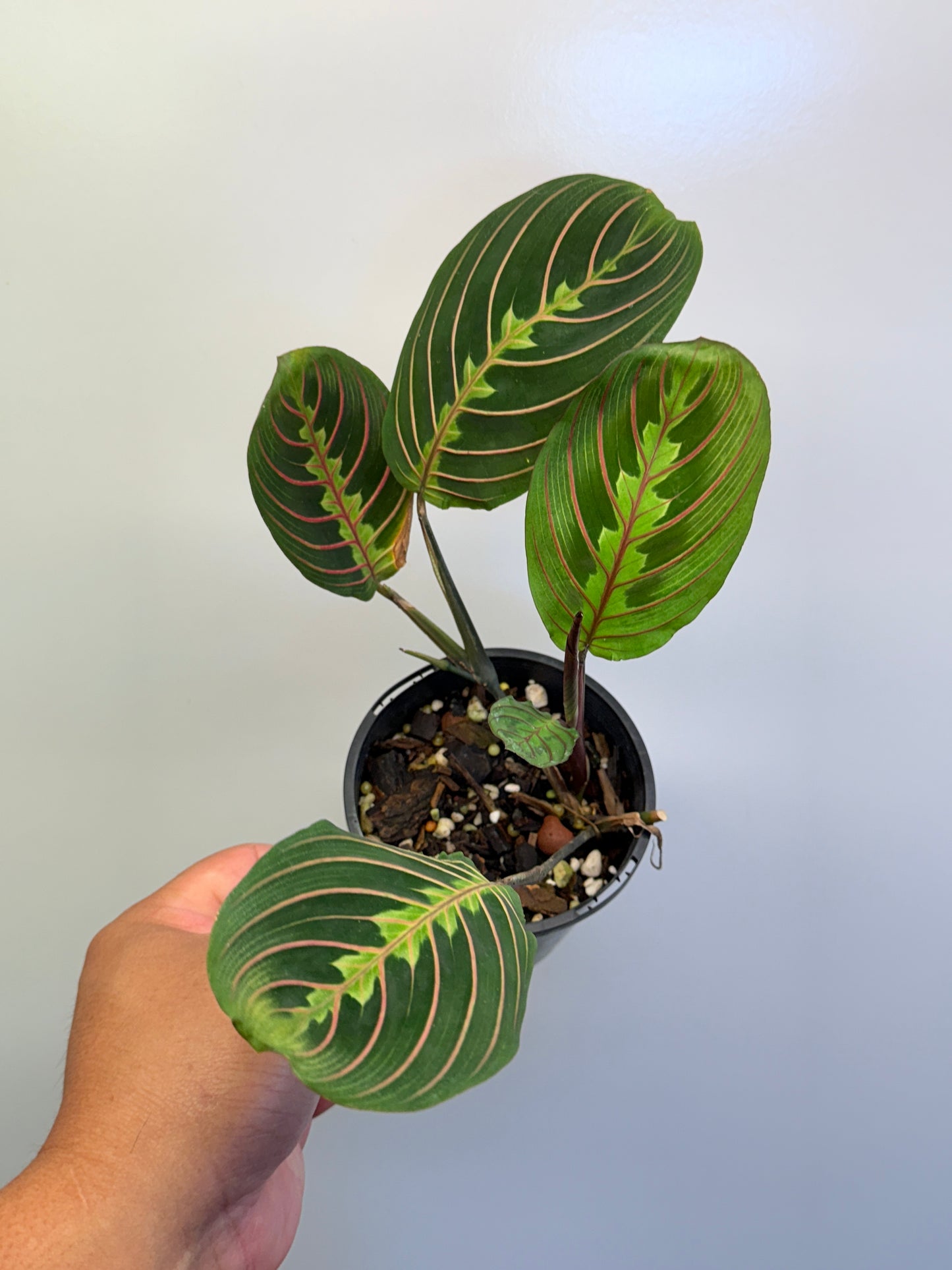 Maranta leuconeura var. erythroneura Red Vein Prayer Plant CL97