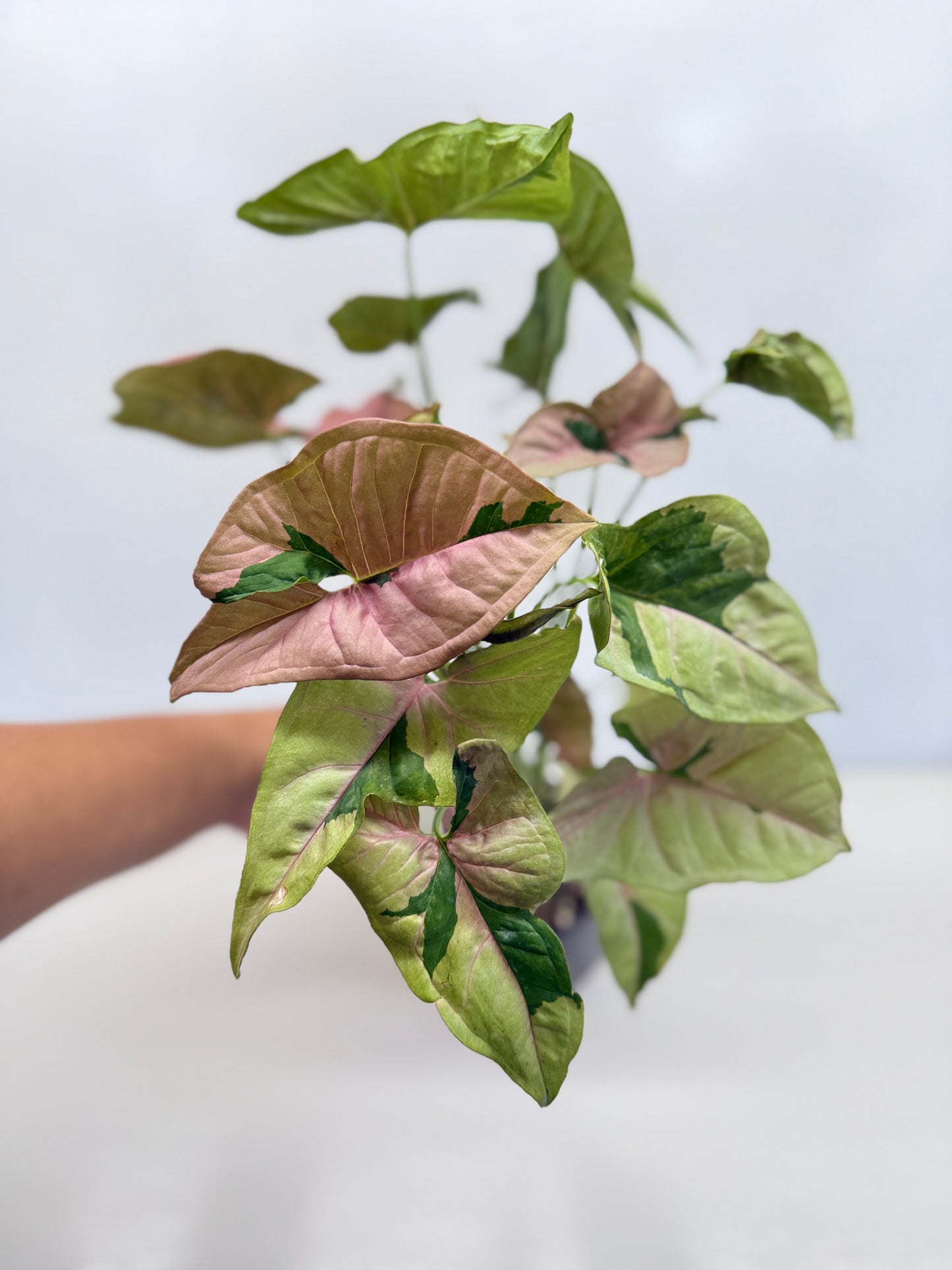 Syngonium 'Beauty' - Large C83