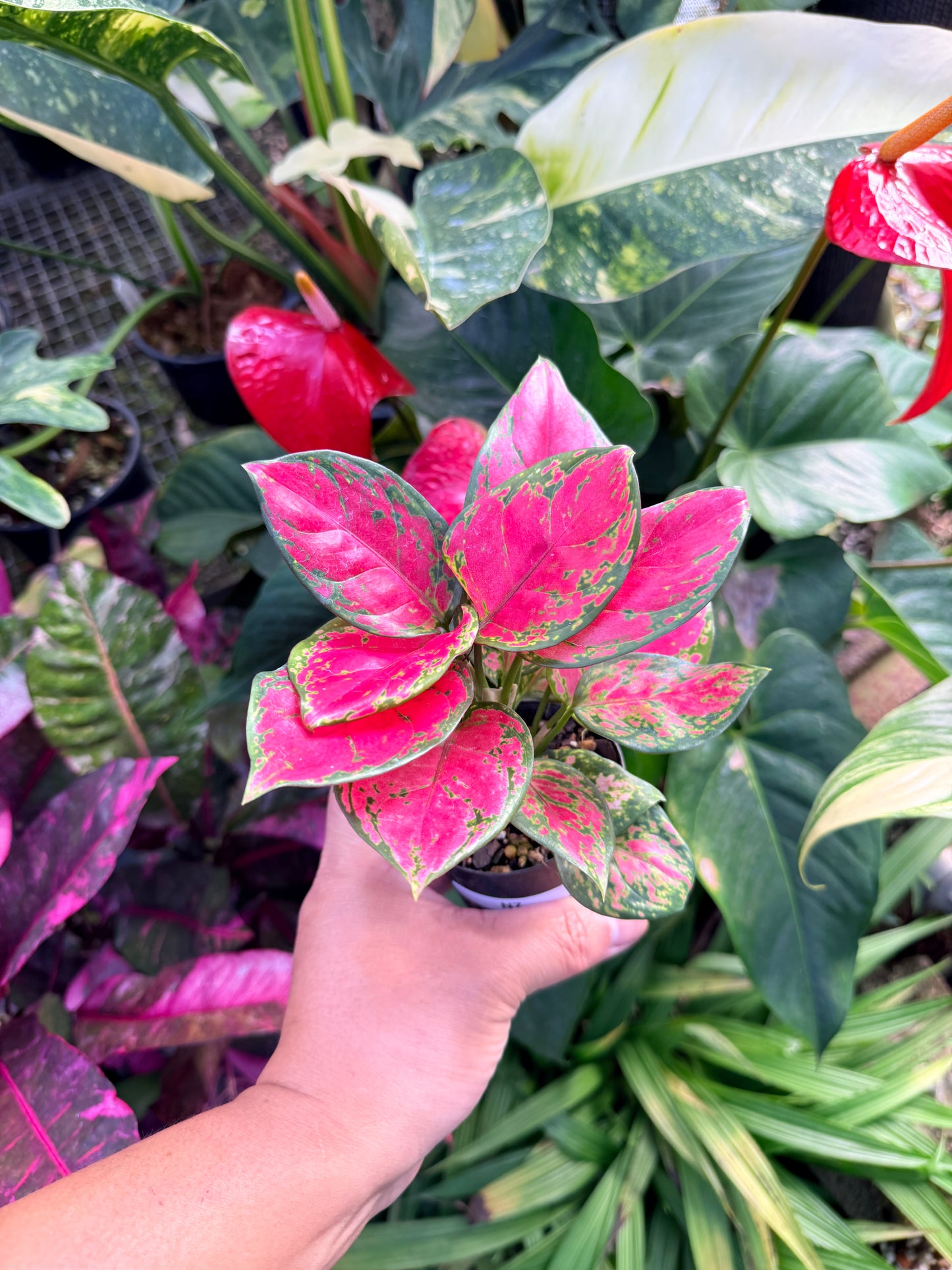 Aglaonema 'Red Unyamanee' N7