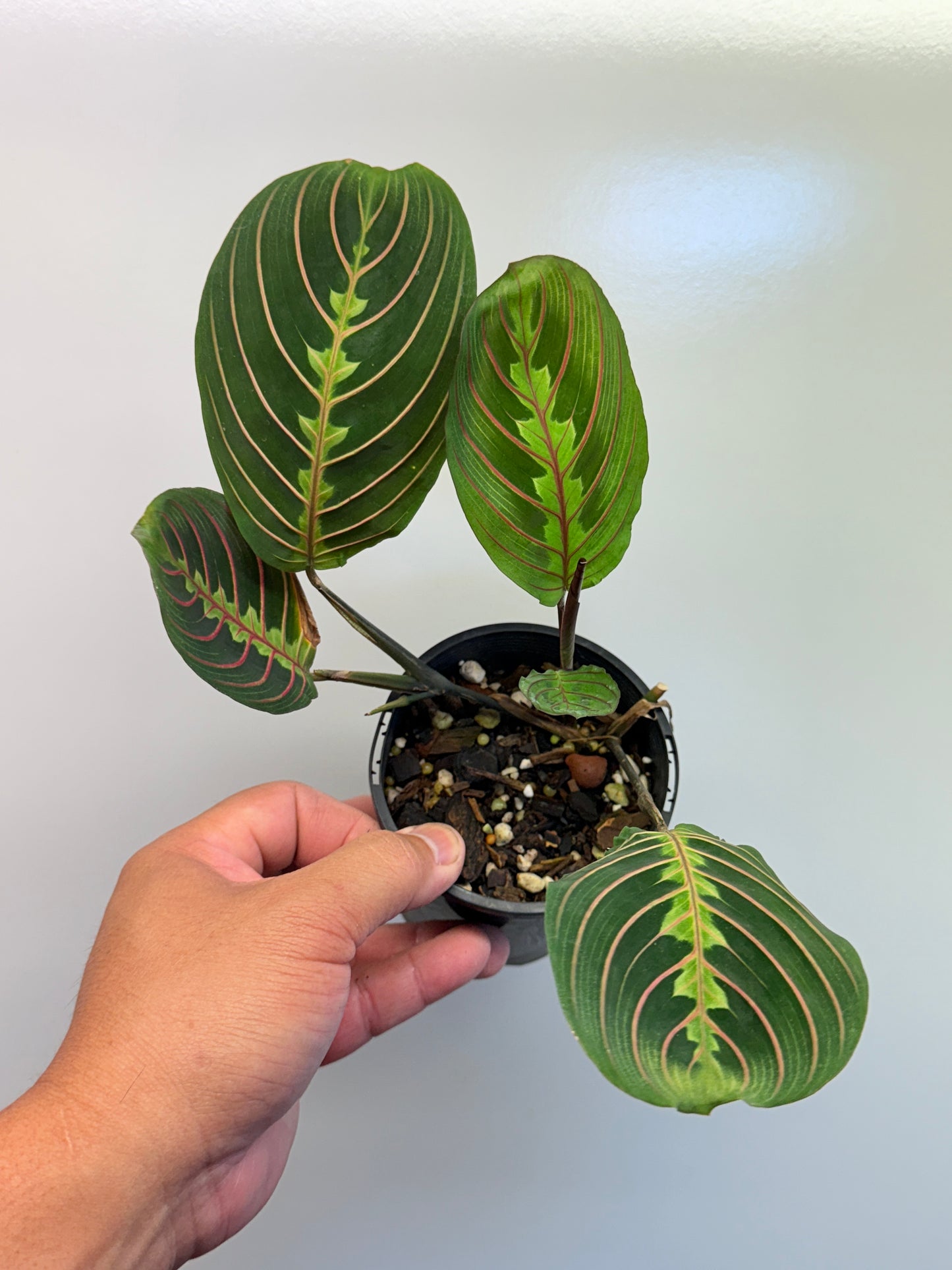 Maranta leuconeura var. erythroneura Red Vein Prayer Plant CL97