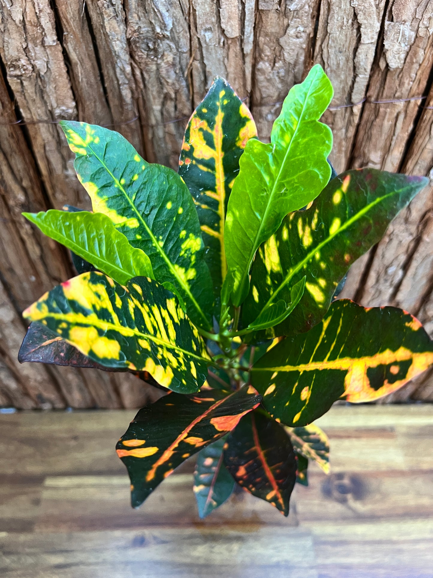 Maranta leuconeura var. erythroneura Red Vein Prayer Plant CL97