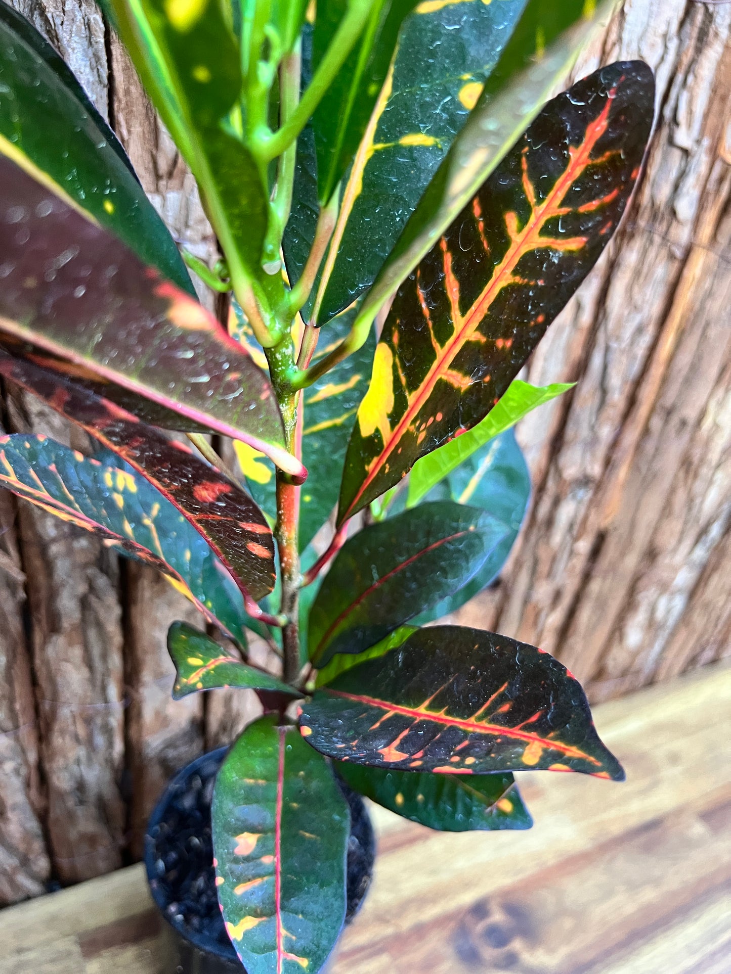 Maranta leuconeura var. erythroneura Red Vein Prayer Plant Z19