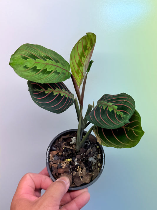 Maranta leuconeura var. erythroneura Red Vein Prayer Plant Z19