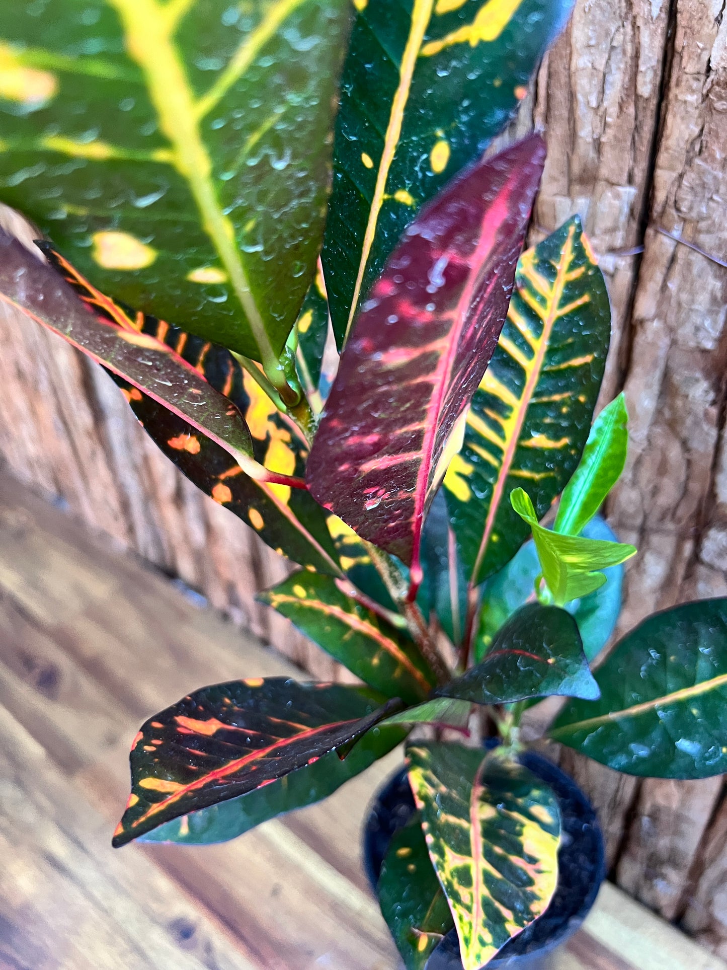 Maranta leuconeura var. erythroneura Red Vein Prayer Plant Z19