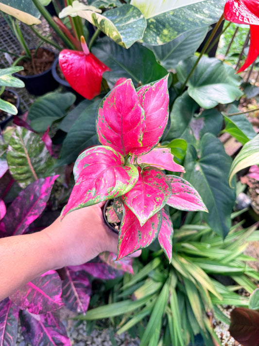 Aglaonema 'Red Unyamanee' N5