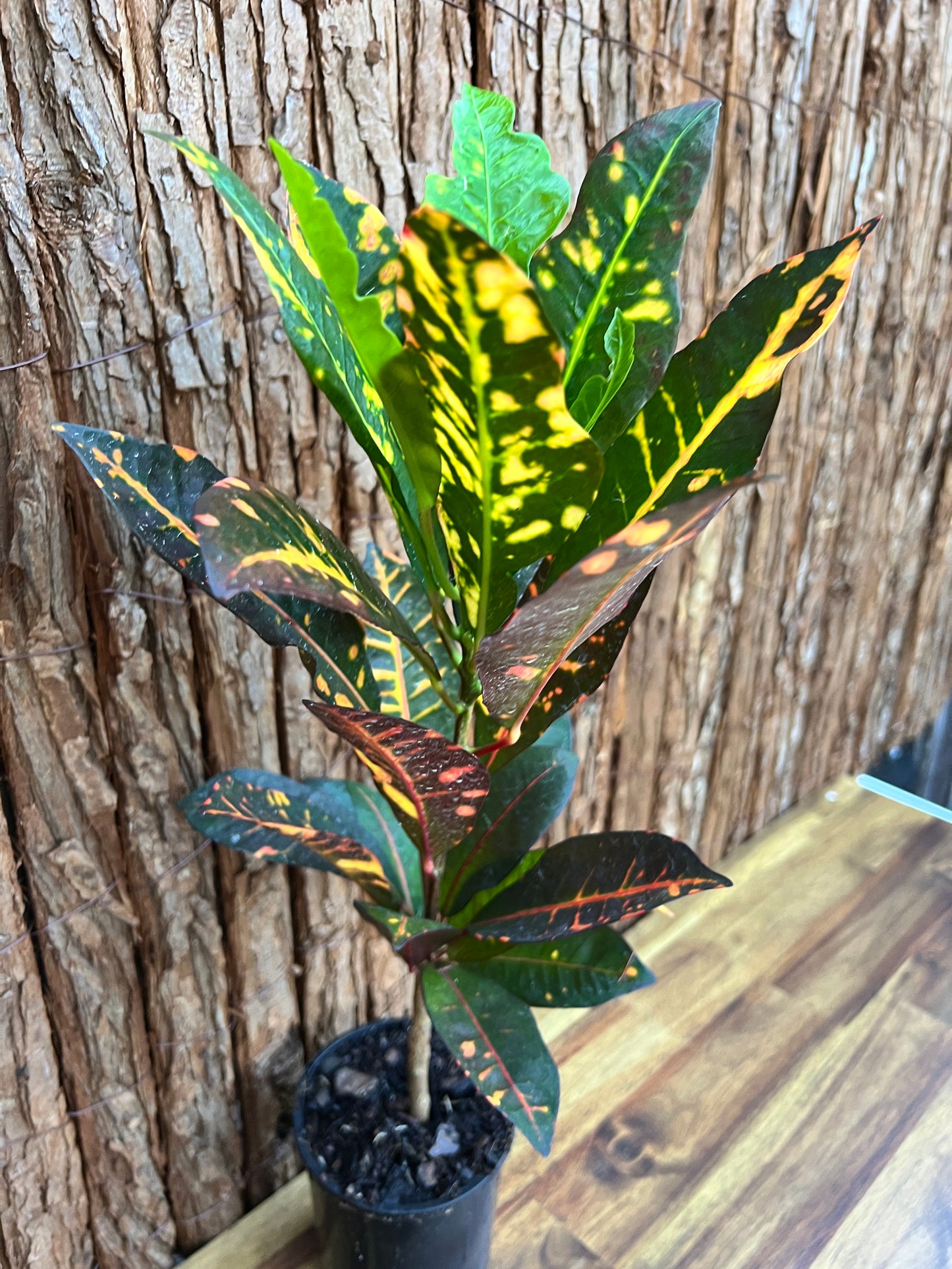 Maranta leuconeura var. erythroneura Red Vein Prayer Plant Z19