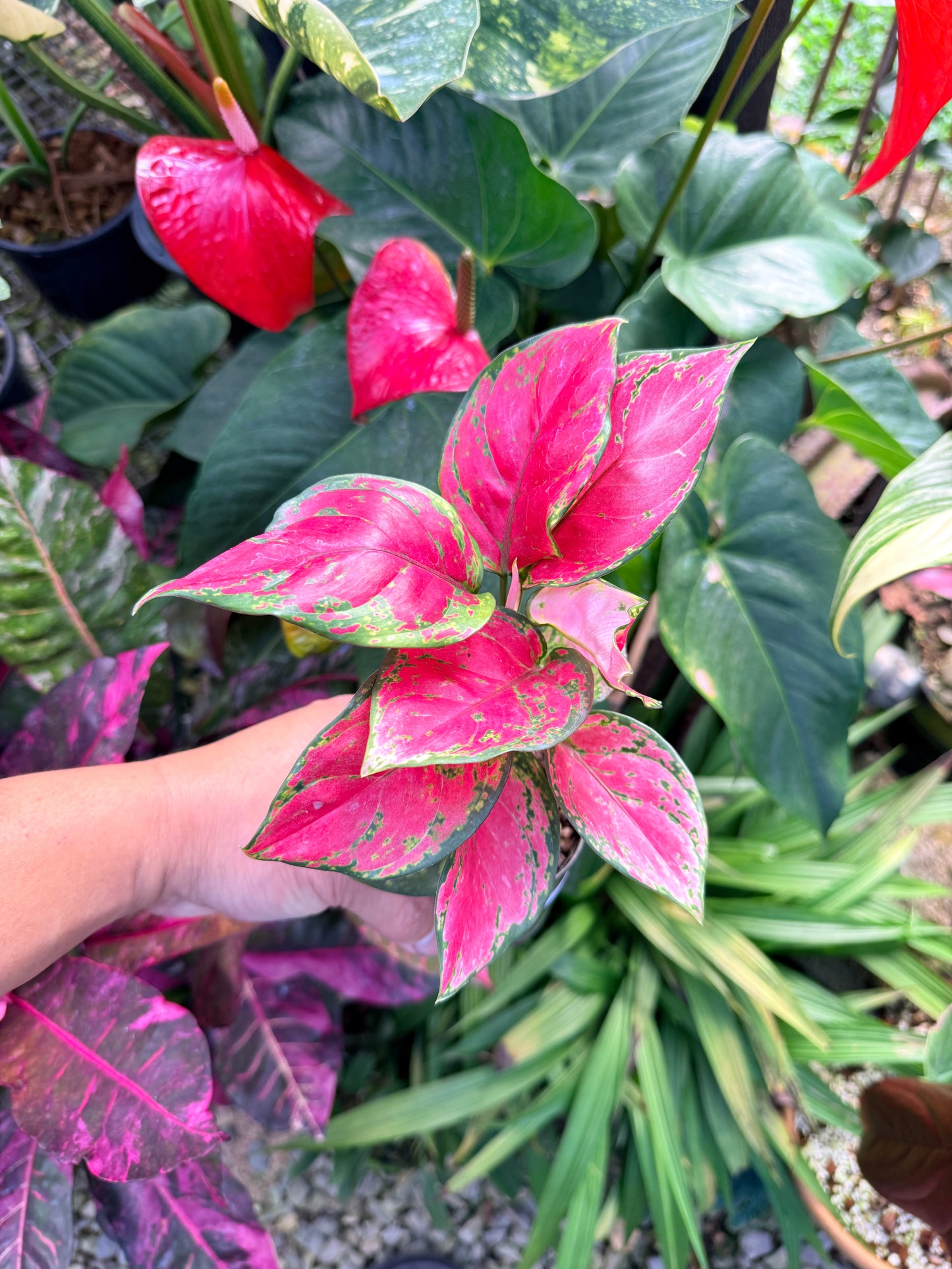 Aglaonema 'Red Unyamanee' N5