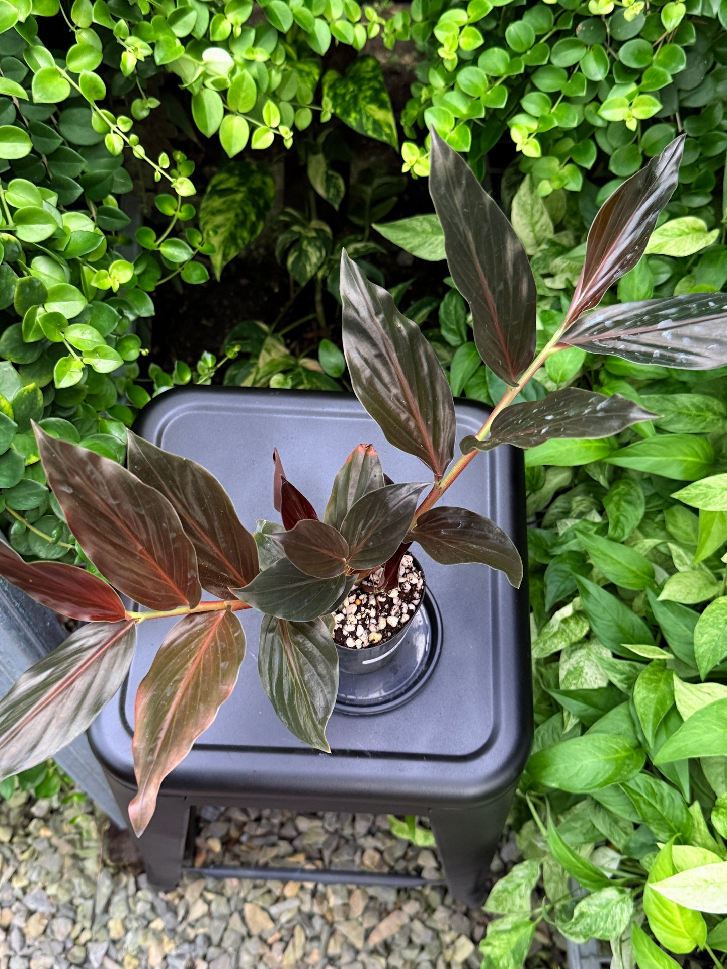 Zingiber malaysianum 'Midnight Ginger' I33