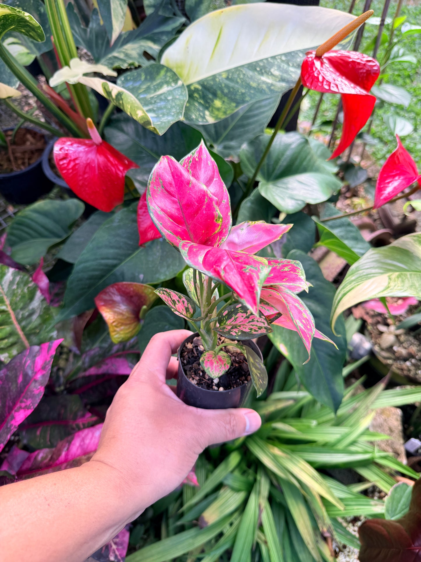Aglaonema 'Red Unyamanee' N5