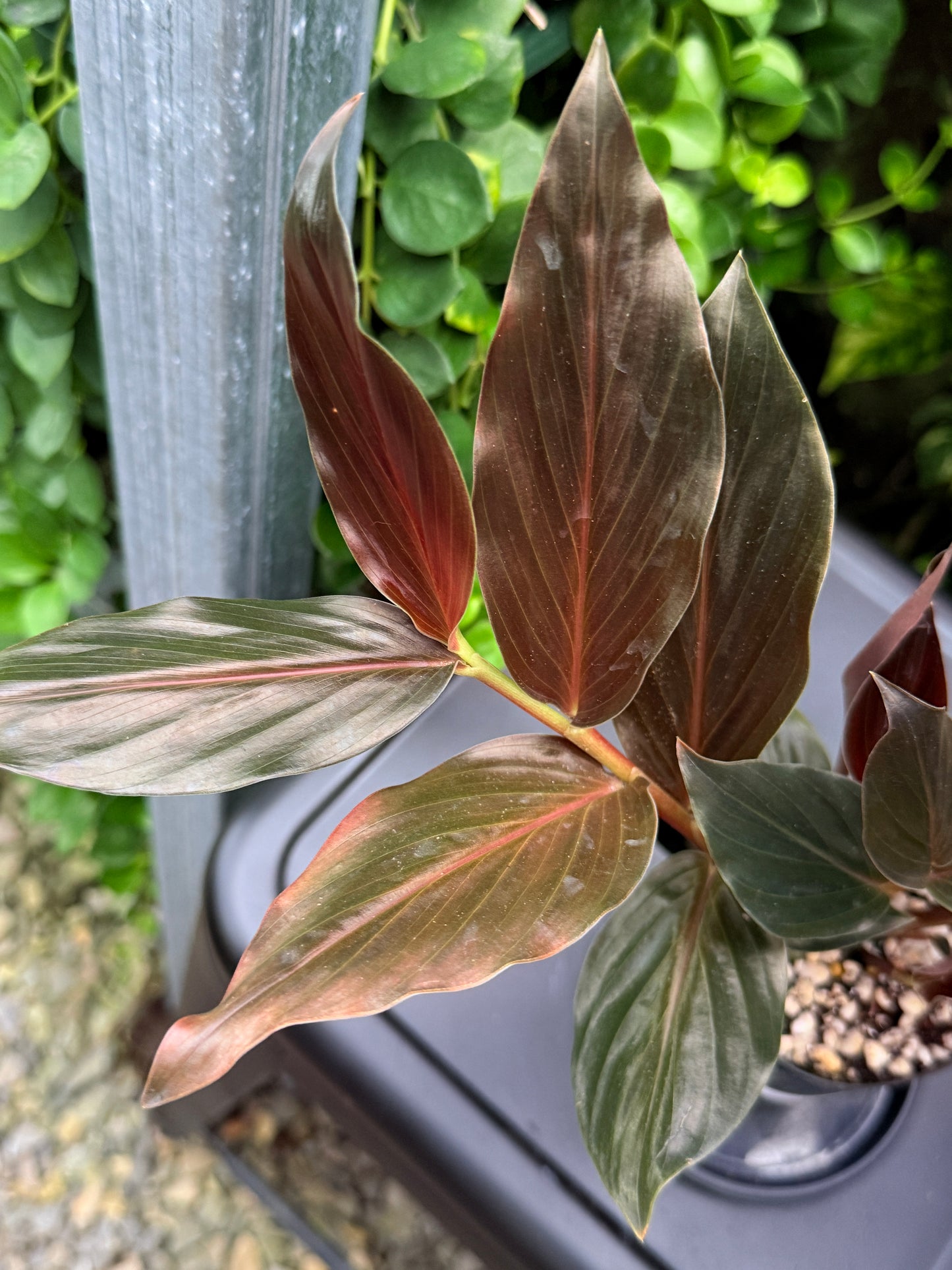 Zingiber malaysianum 'Midnight Ginger' I33