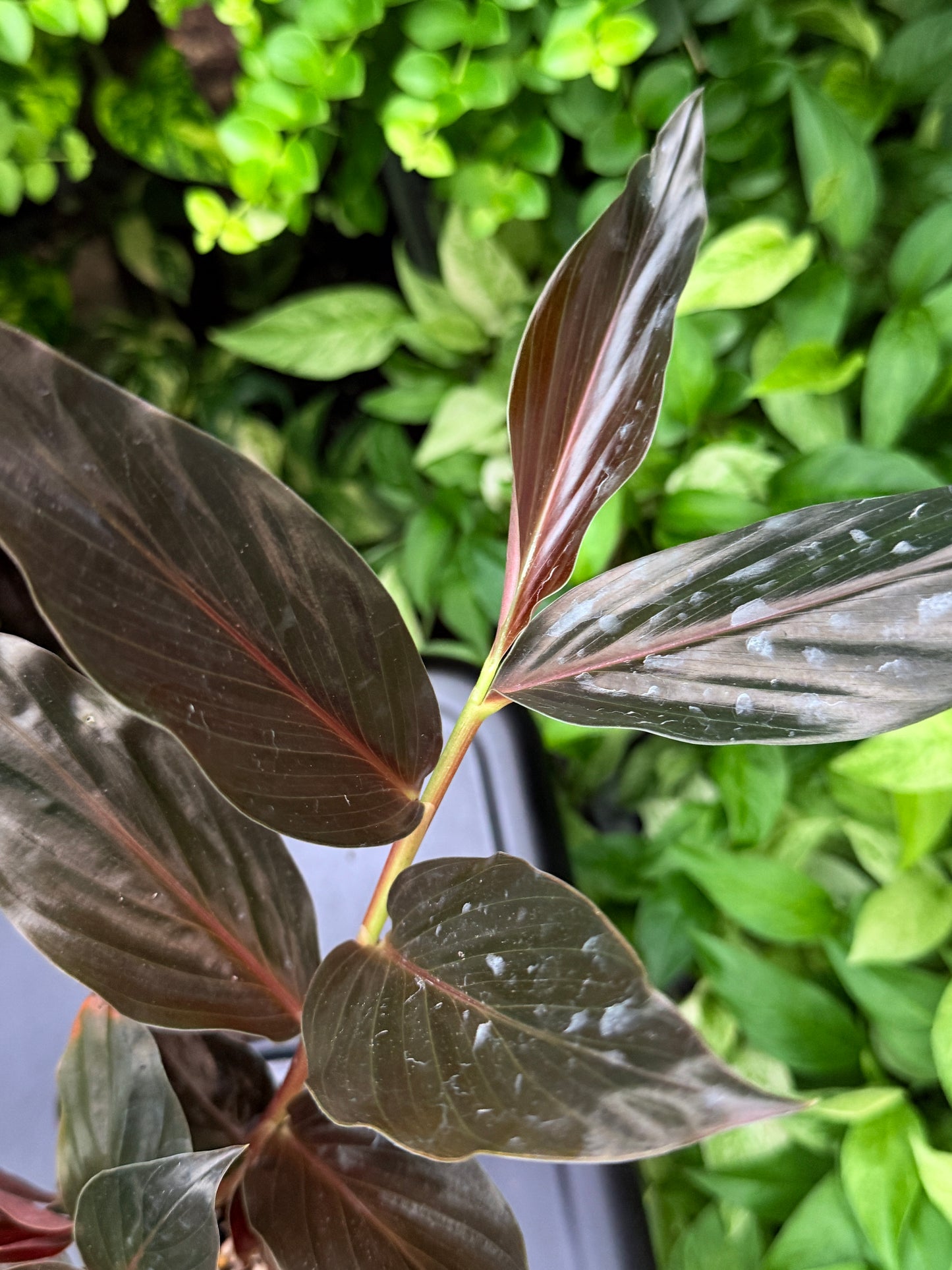Zingiber malaysianum 'Midnight Ginger' I33