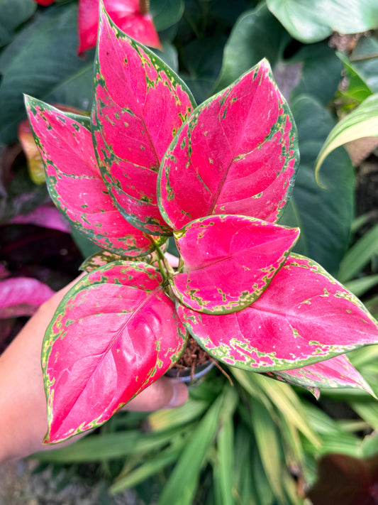 Aglaonema 'Red Unyamanee' N6