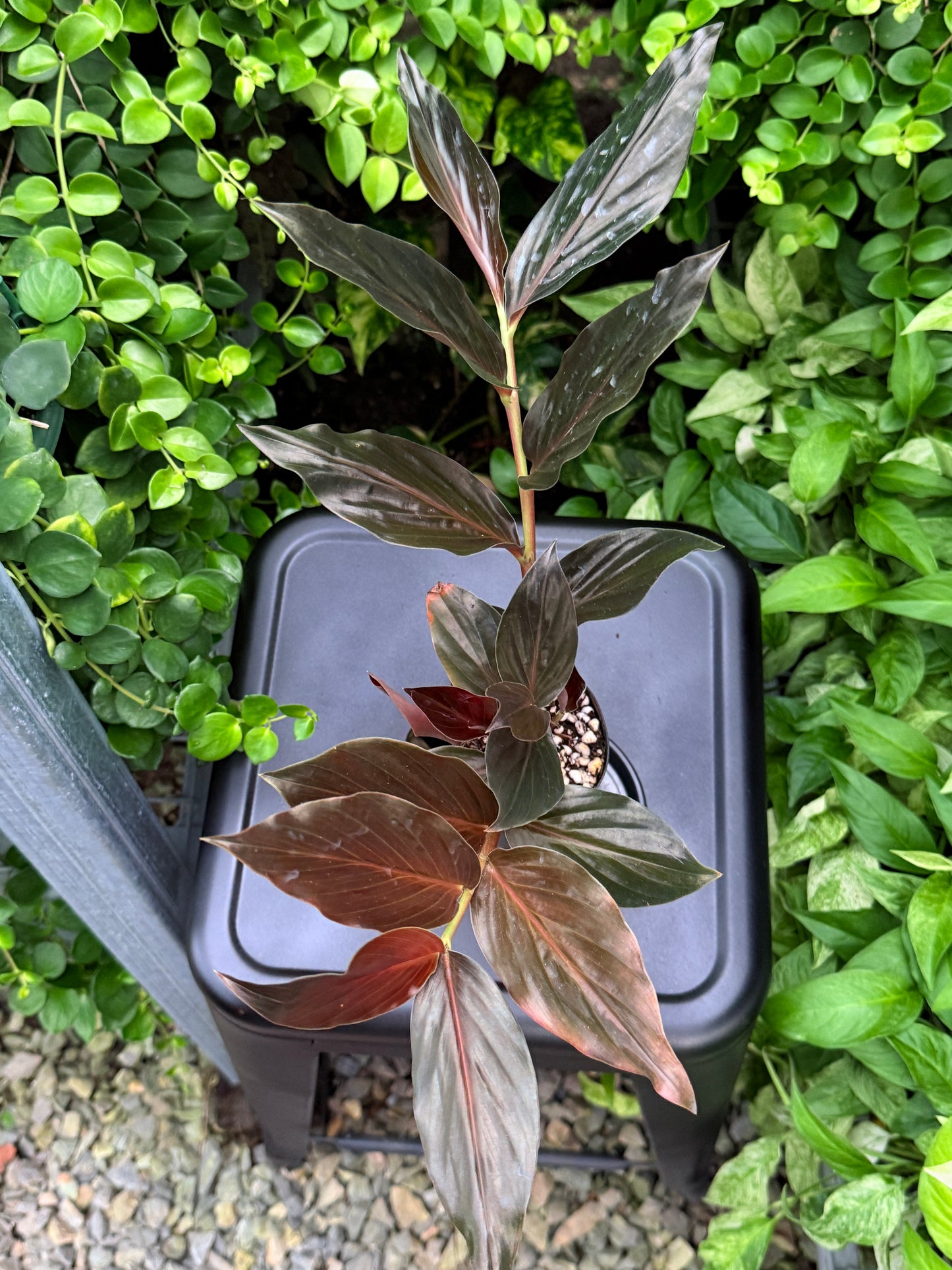 Zingiber malaysianum 'Midnight Ginger' I33