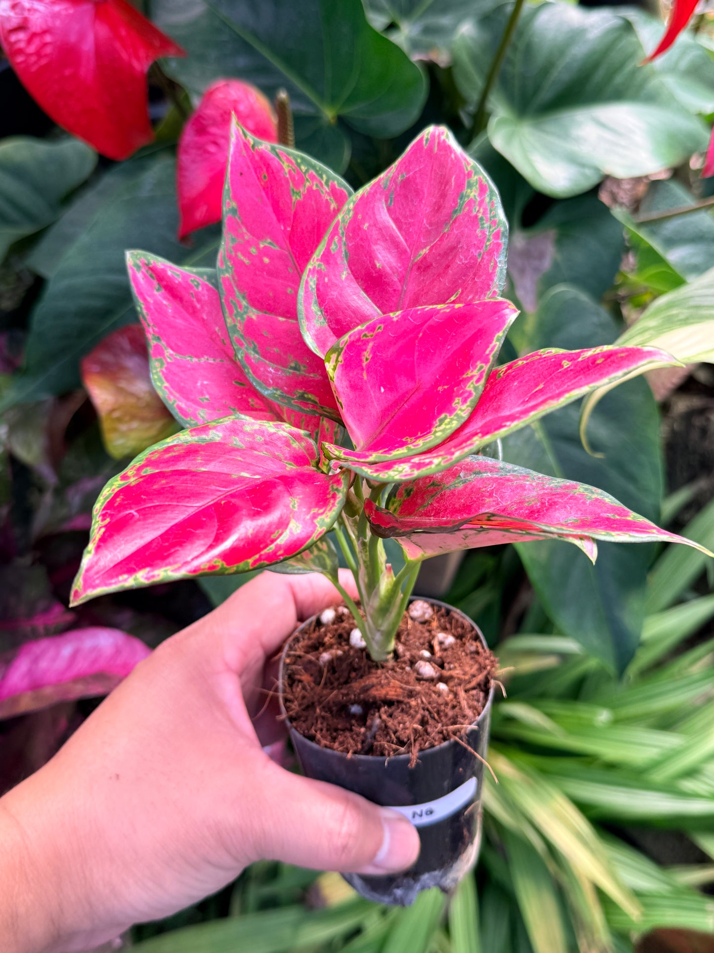 Aglaonema 'Red Unyamanee' N6