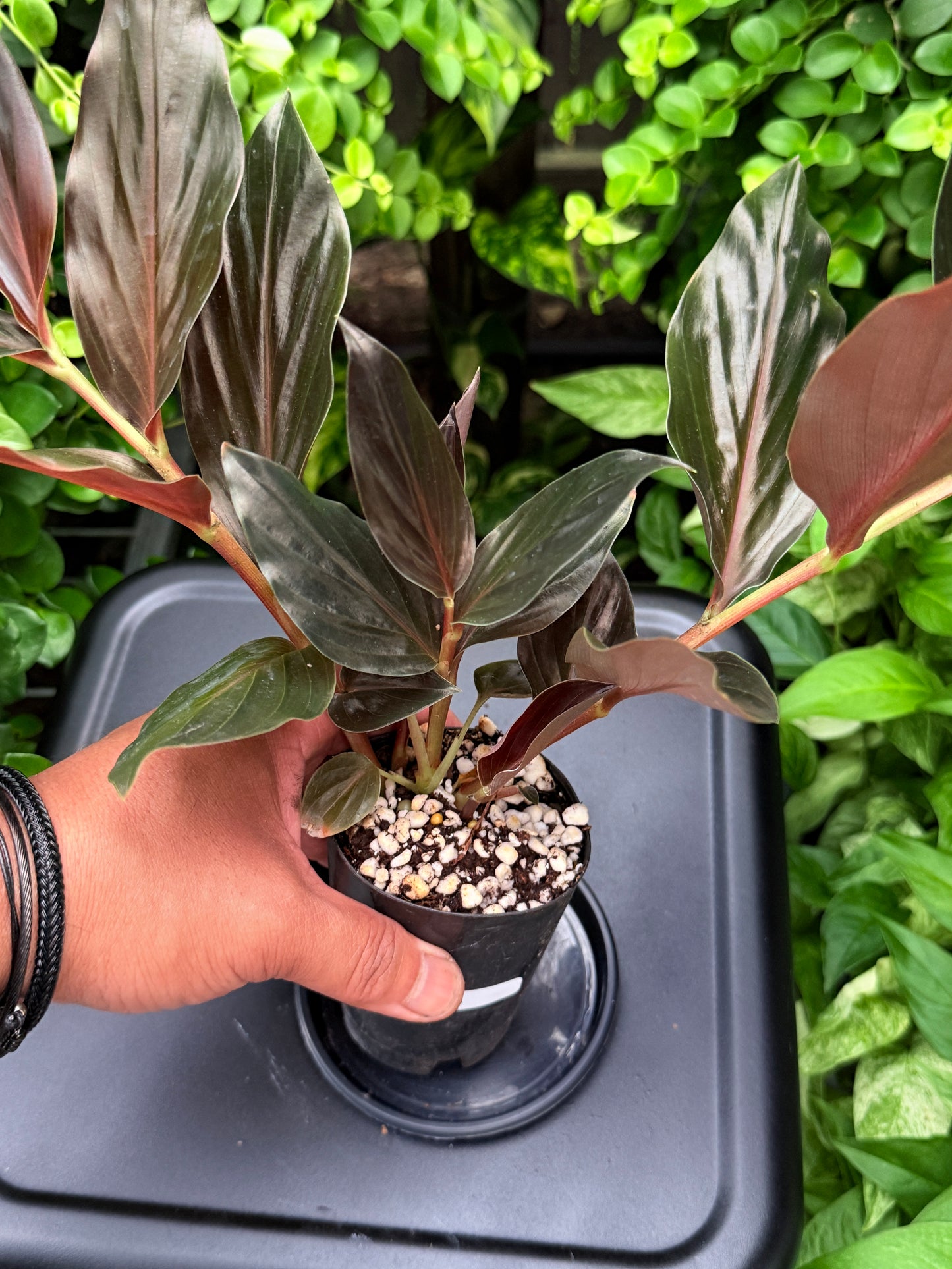 Zingiber malaysianum 'Midnight Ginger' I33