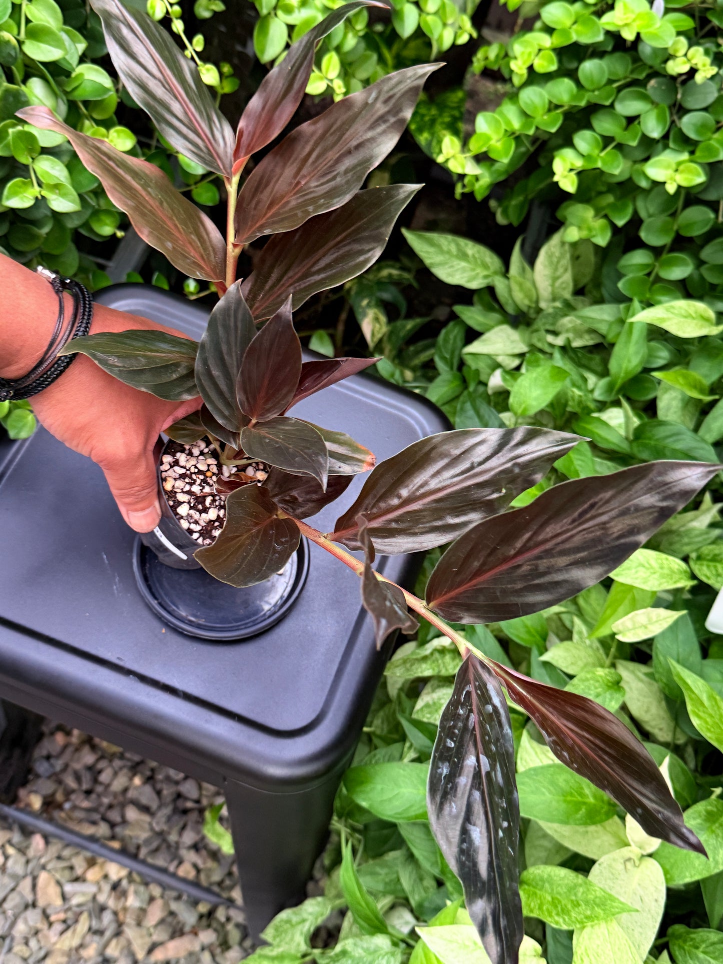 Zingiber malaysianum 'Midnight Ginger' I33