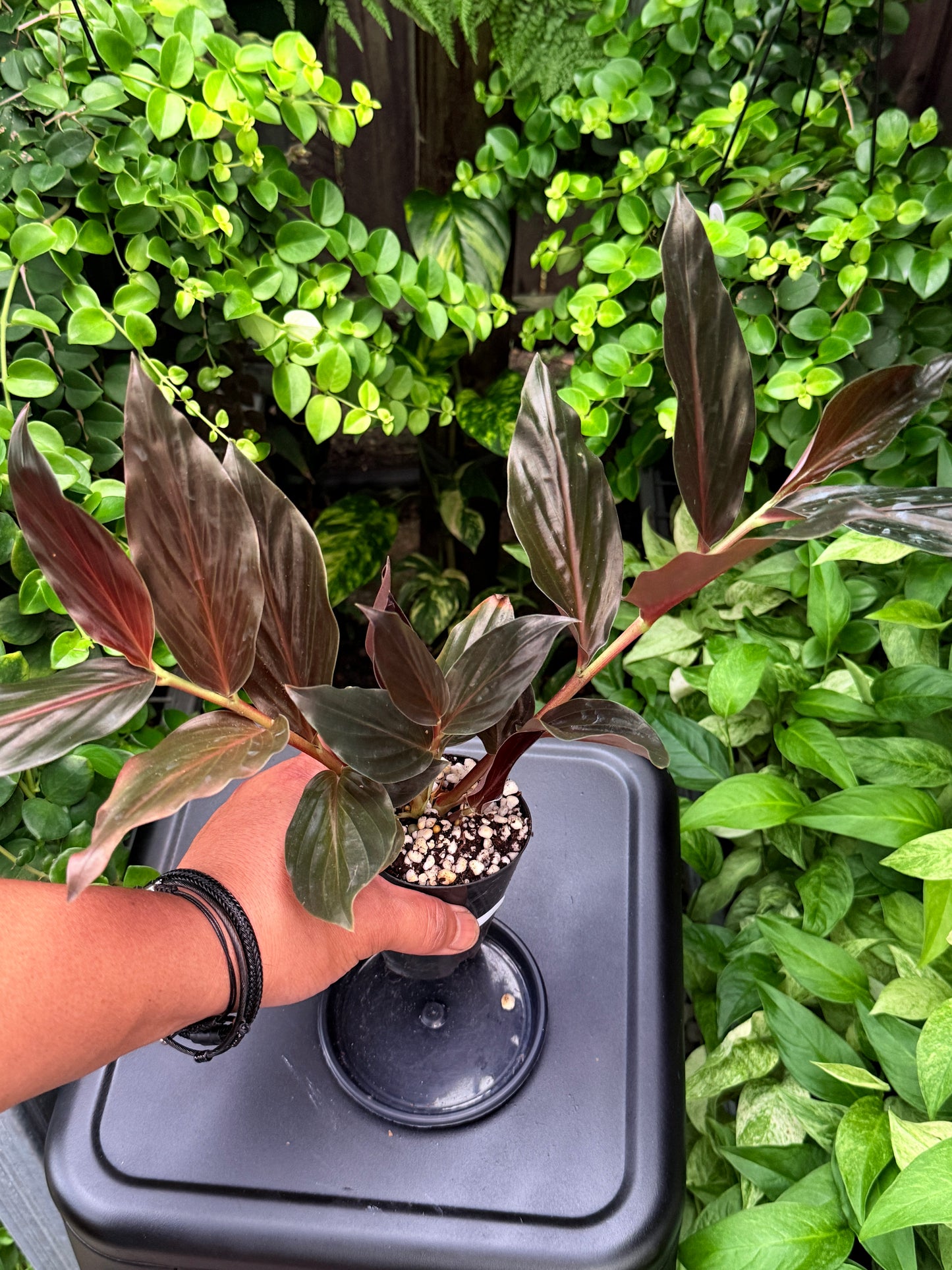 Zingiber malaysianum 'Midnight Ginger' I33