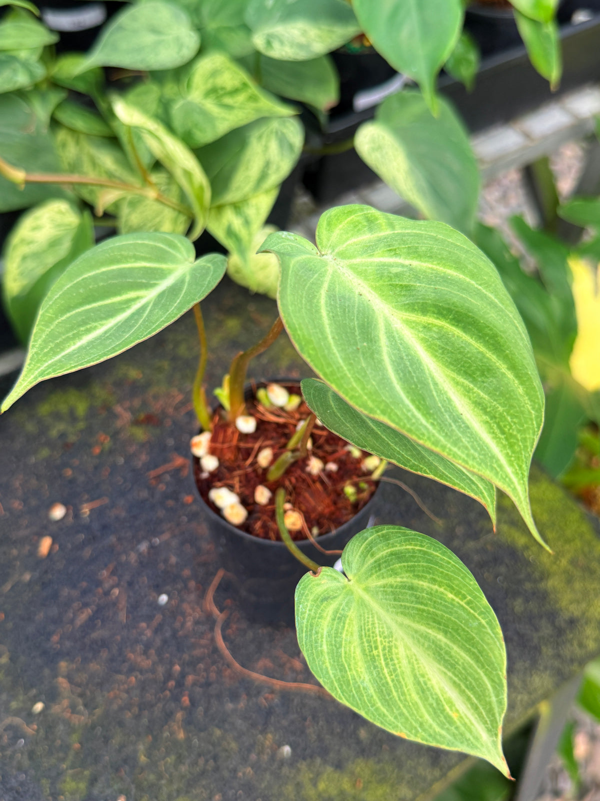 Philodendron Gloriosum 'Tinkle Belle' - Miniature Philodendron W64