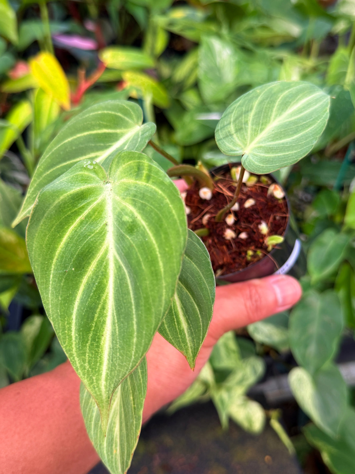 Philodendron Gloriosum 'Tinkle Belle' - Miniature Philodendron W64