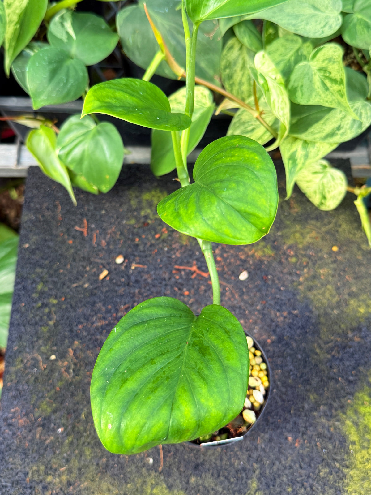 Monstera 'Klotzschiana' W63