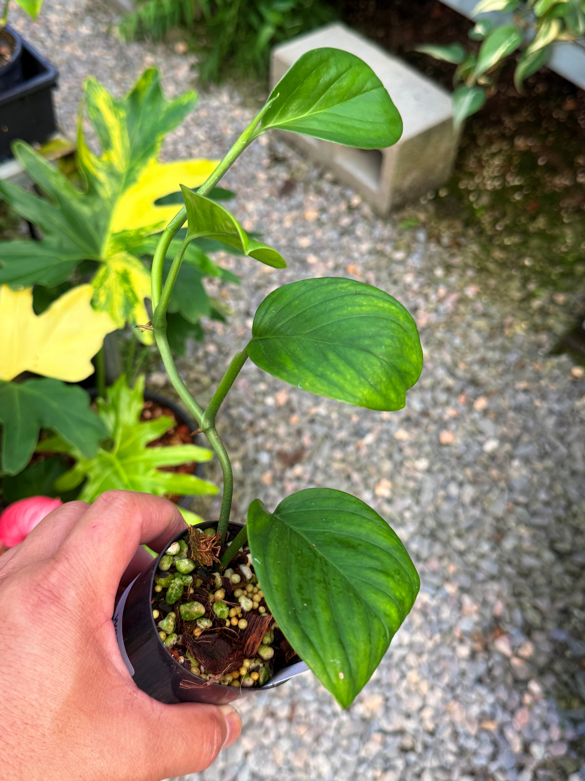Monstera 'Klotzschiana' W63