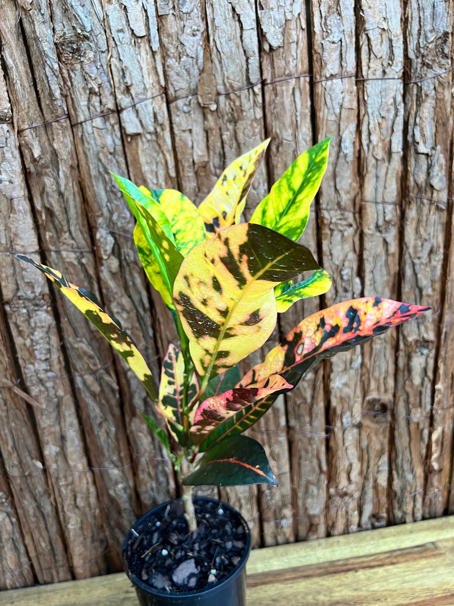 Calathea Maui Queen C99