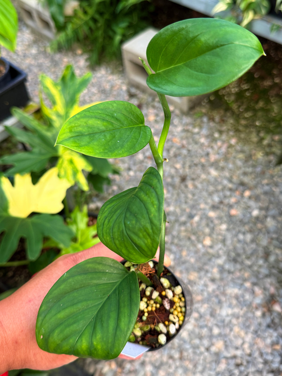 Monstera 'Klotzschiana' W63