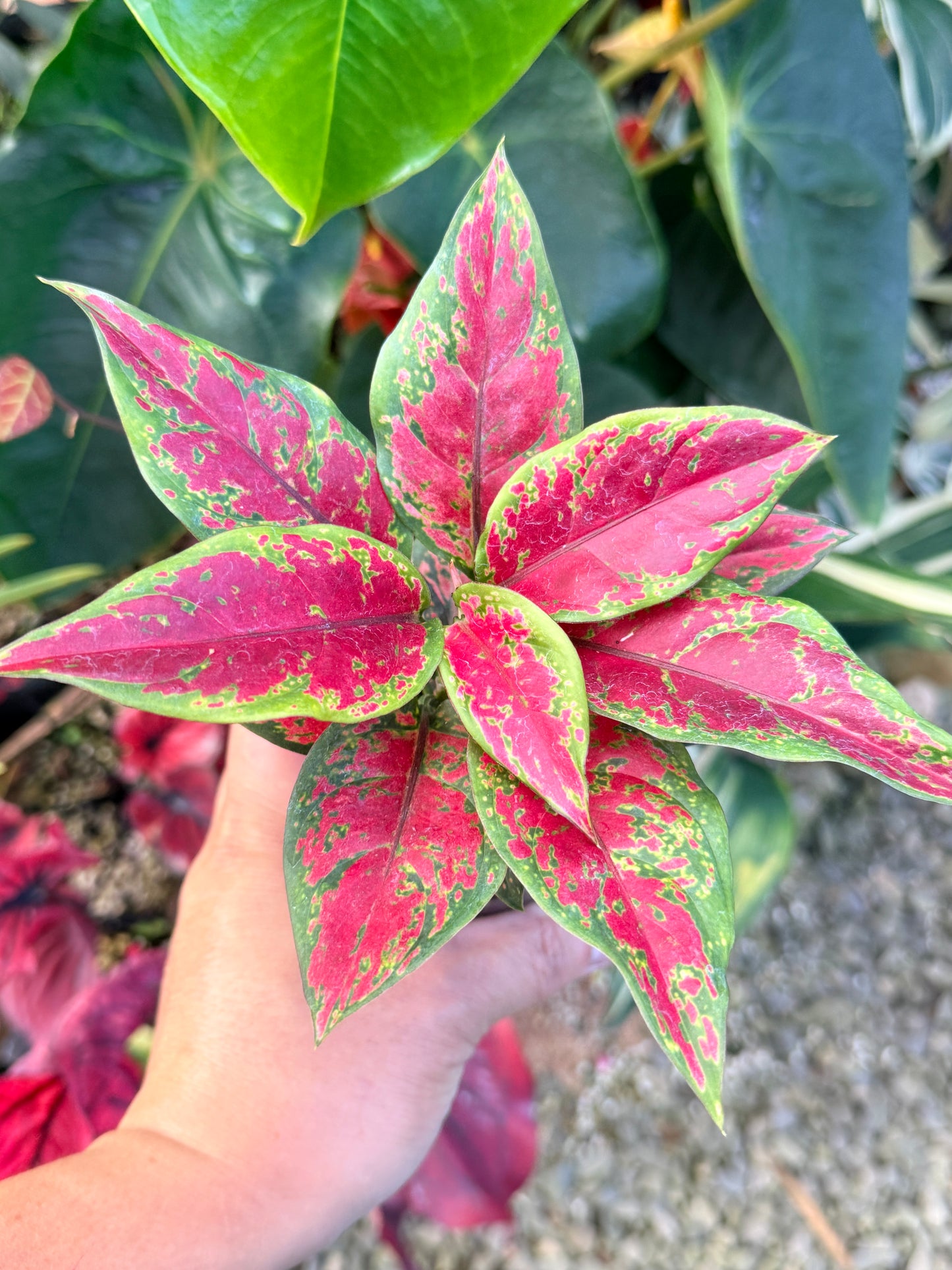 Aglaonema 'Black Maroon' N8