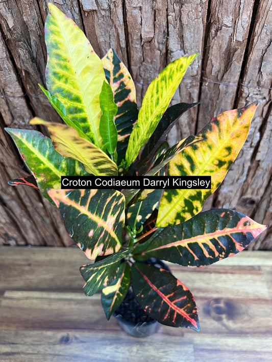 Croton Codiaeum Darryl Kingsley B194