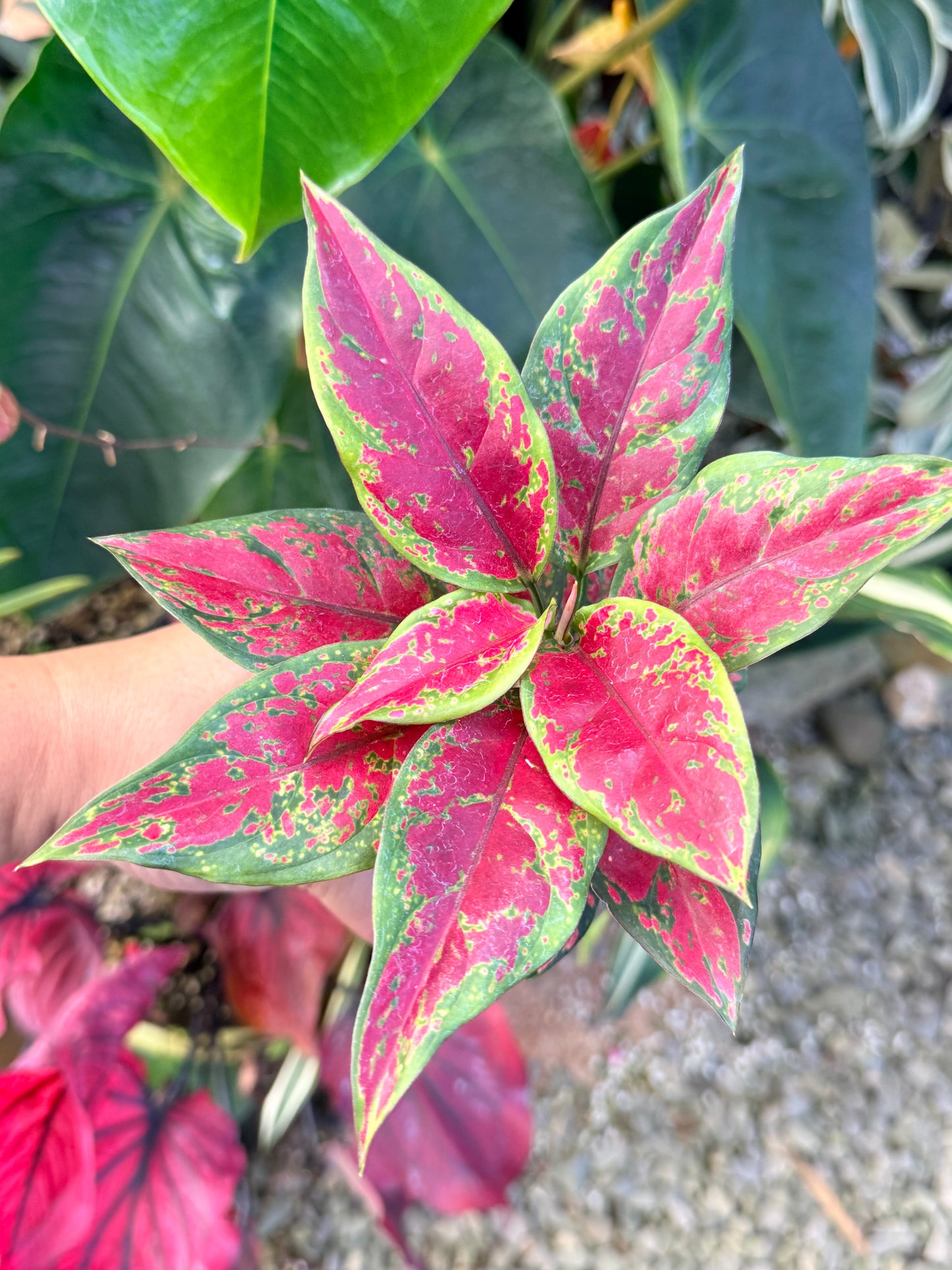 Aglaonema 'Black Maroon' N8