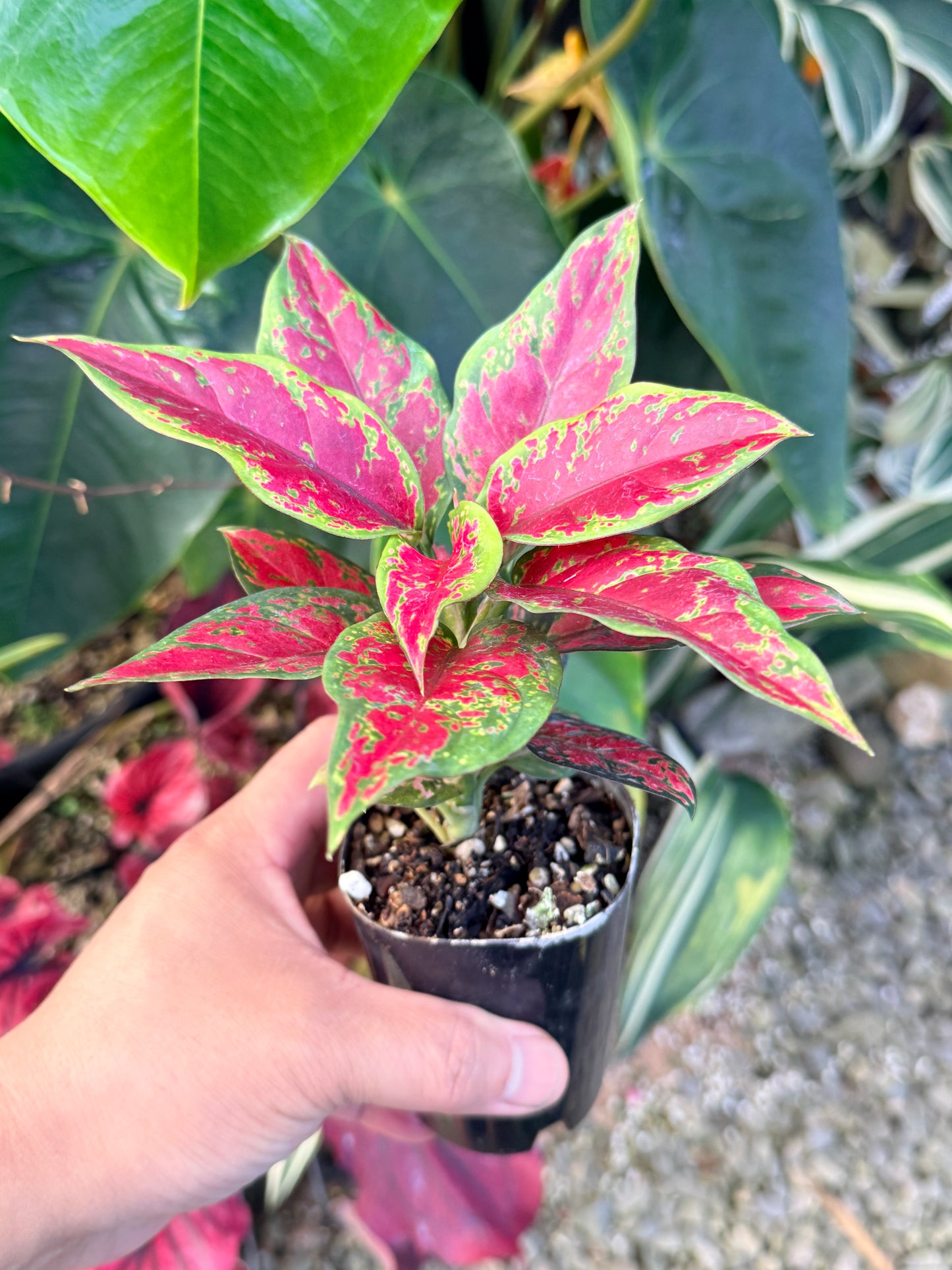 Aglaonema 'Black Maroon' N8