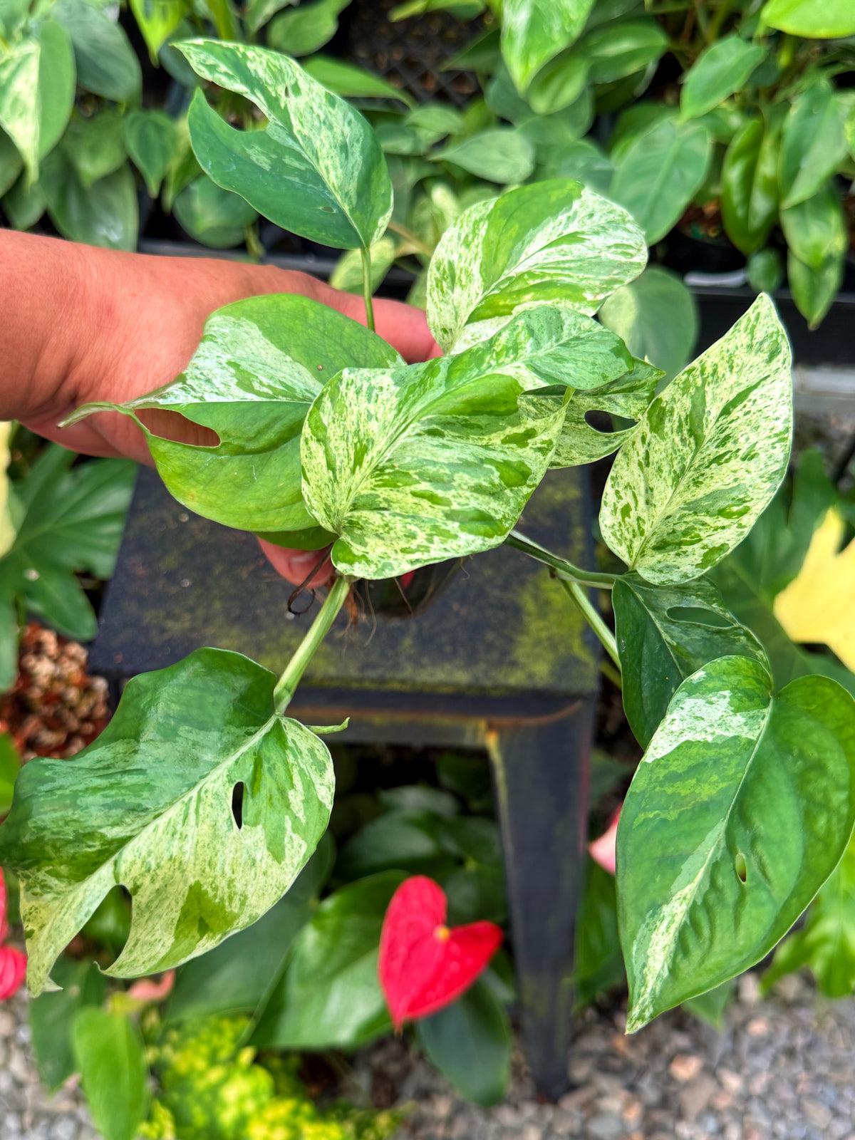 Epipremnum pinnatum 'Marble' W66