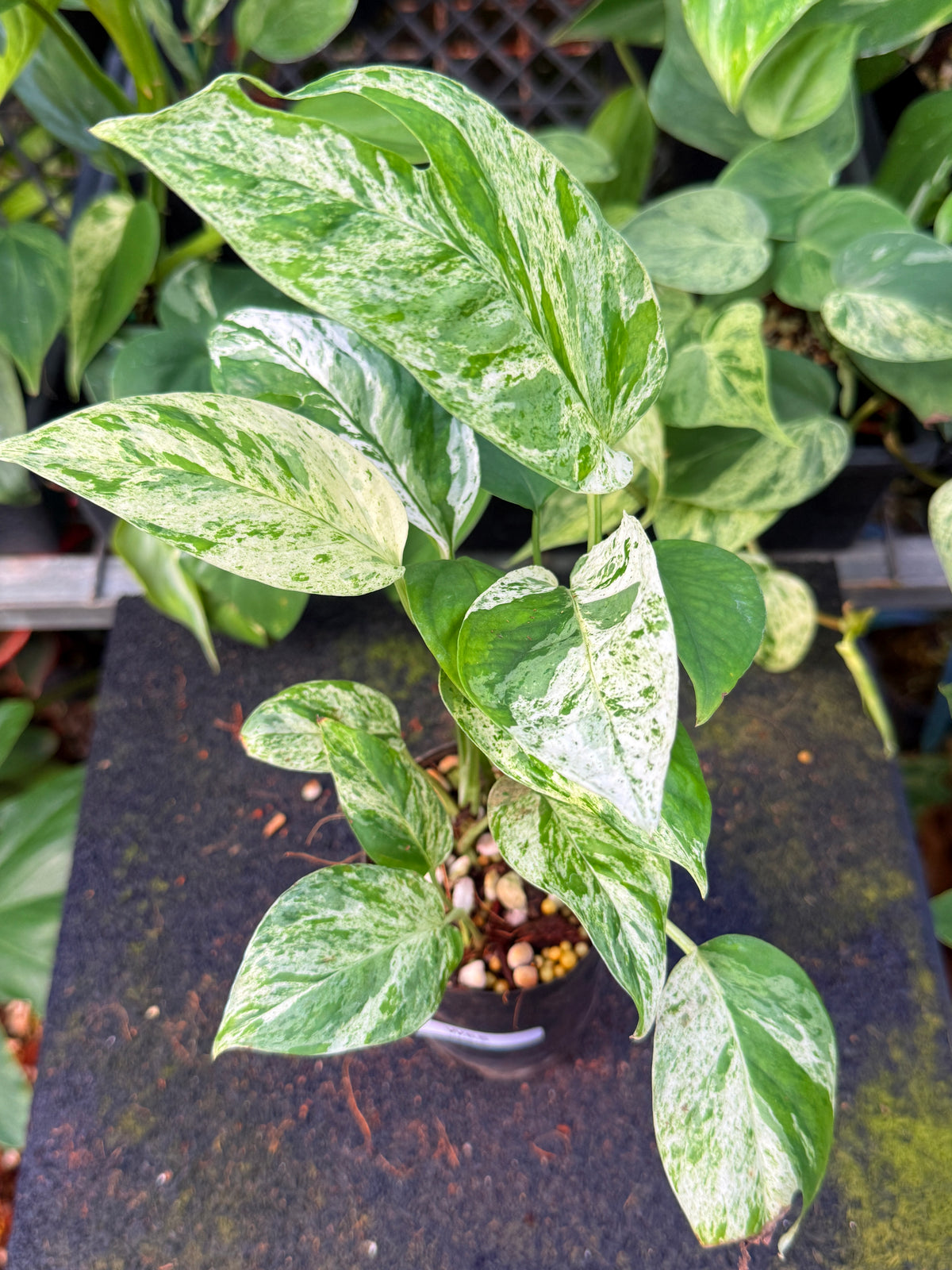 Epipremnum pinnatum 'Marble' W65