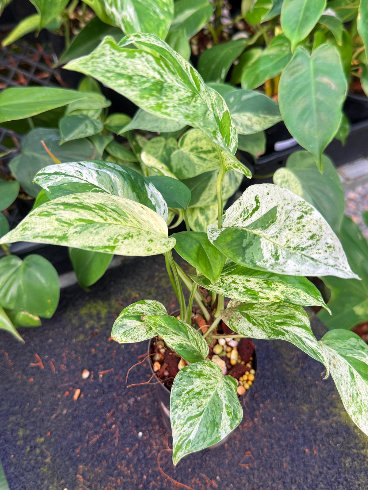 Epipremnum pinnatum 'Marble' W65