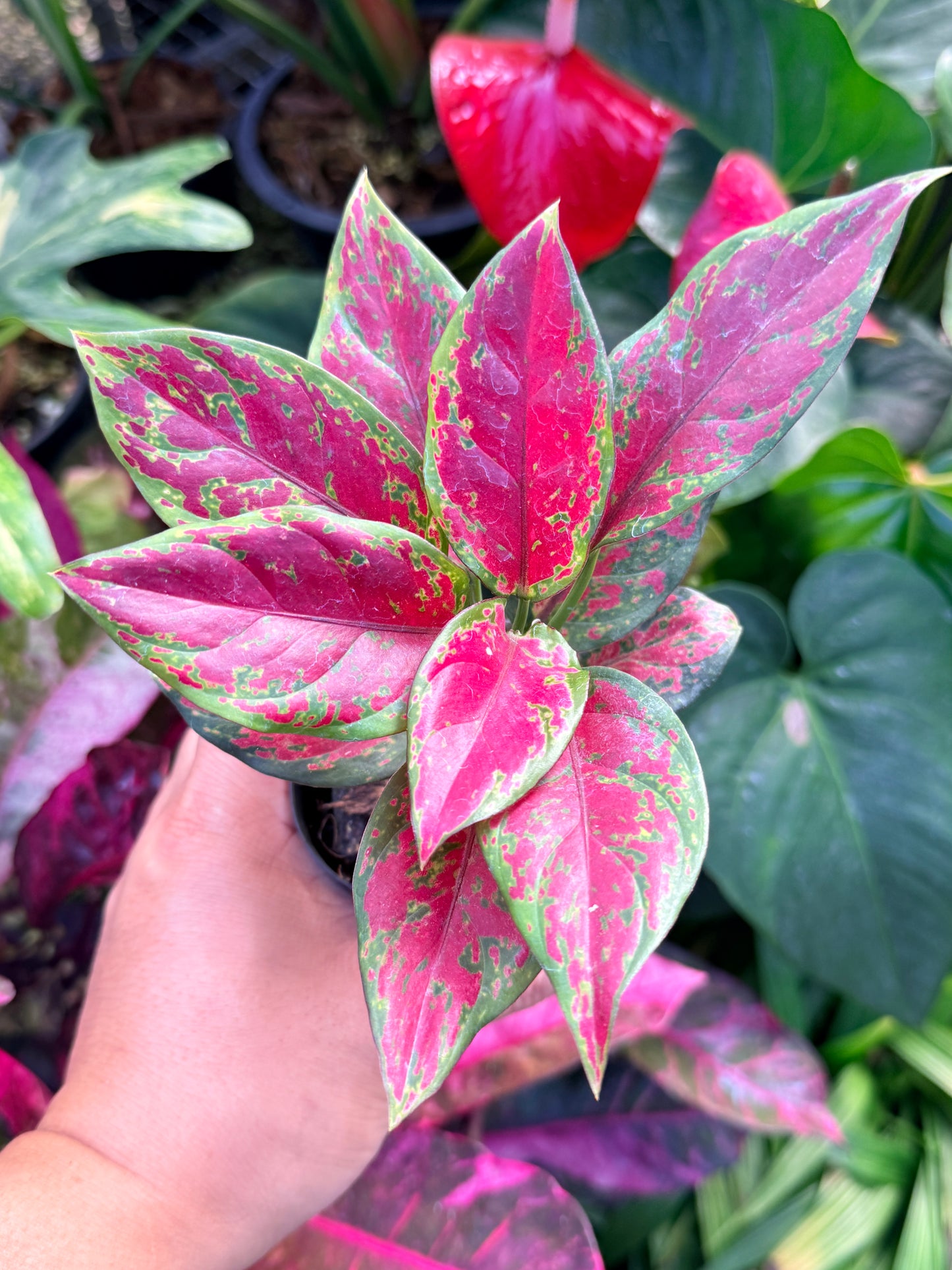 Aglaonema 'Black Maroon' N9