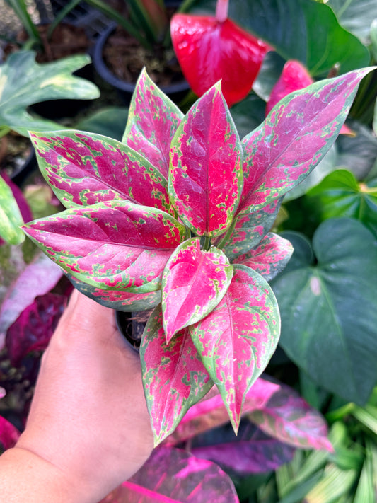 Aglaonema 'Black Maroon' O40