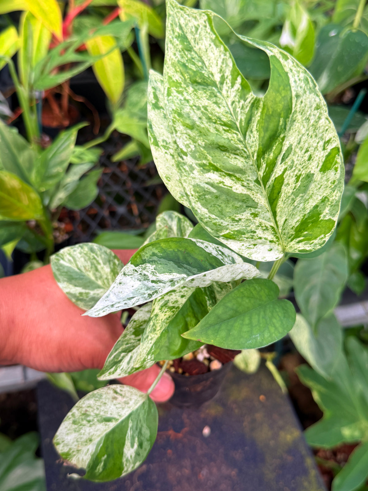 Epipremnum pinnatum 'Marble' W65