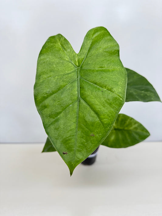 Alocasia Macrorrhiza 'Splash' D5