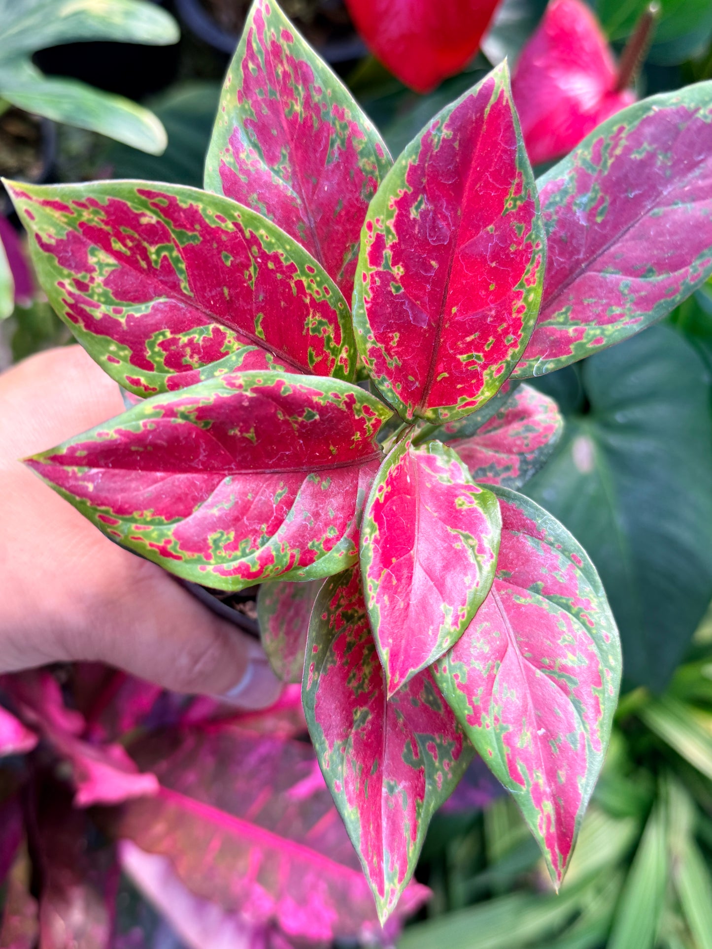 Aglaonema 'Black Maroon' N9
