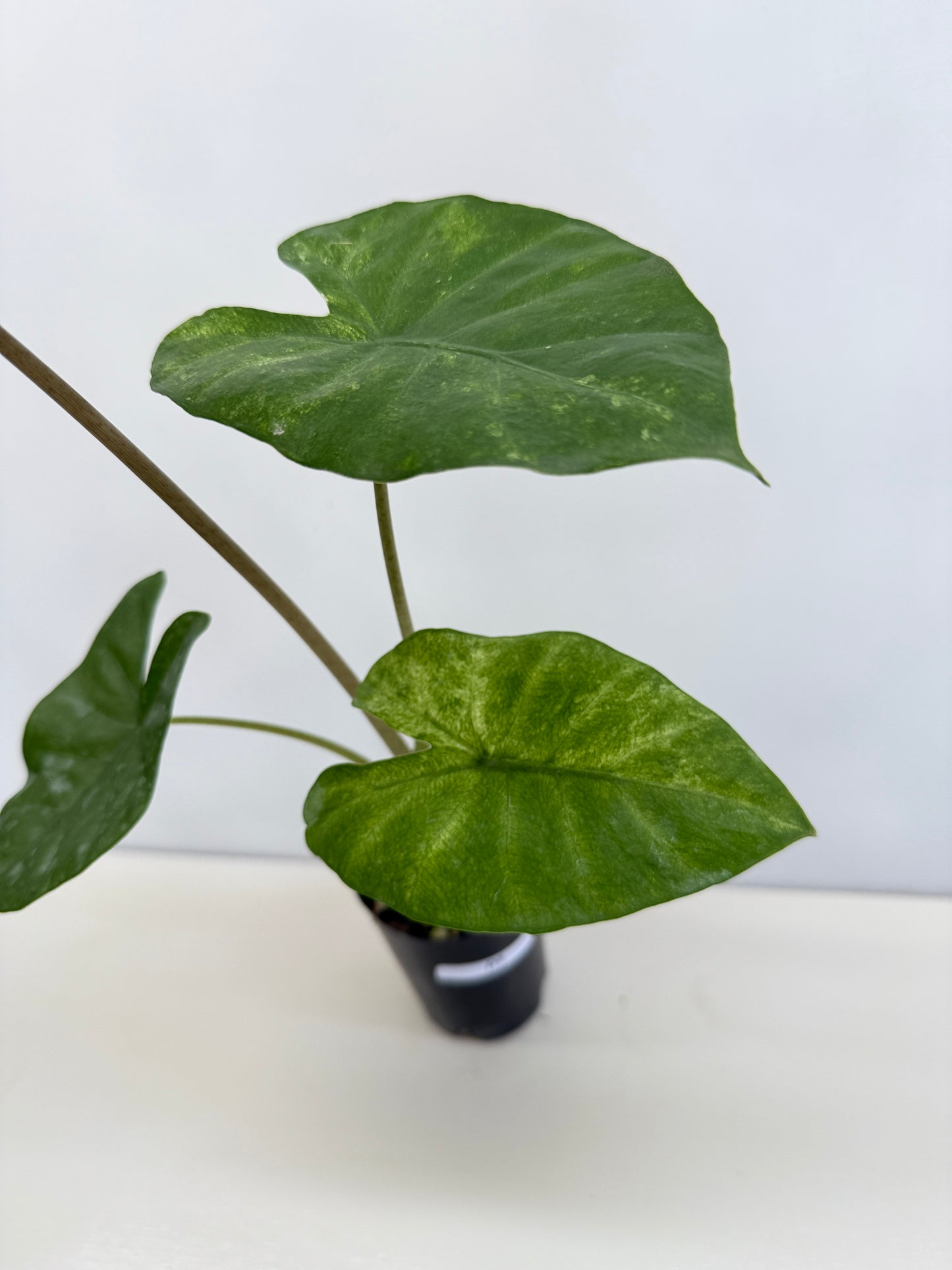 Alocasia Macrorrhiza 'Splash' D5