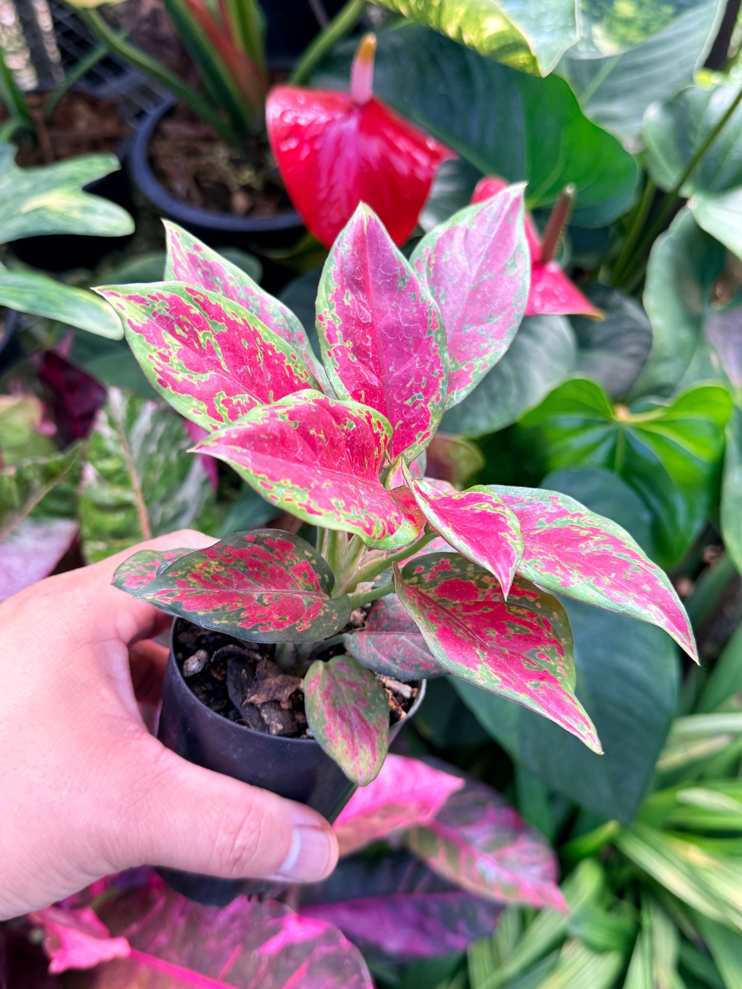 Aglaonema 'Black Maroon' N9
