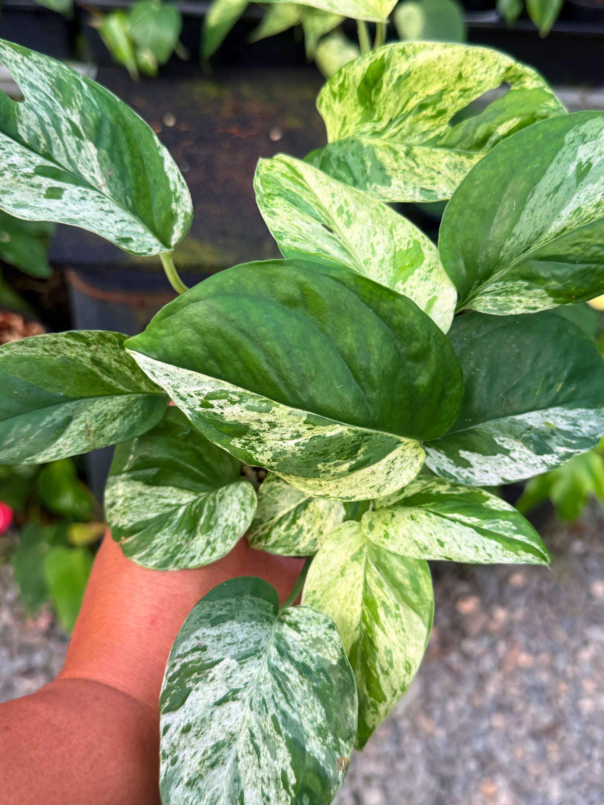 Epipremnum pinnatum 'Marble' A8