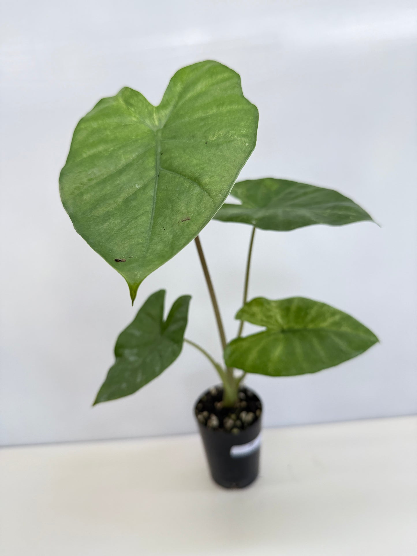 Alocasia Macrorrhiza 'Splash' D5