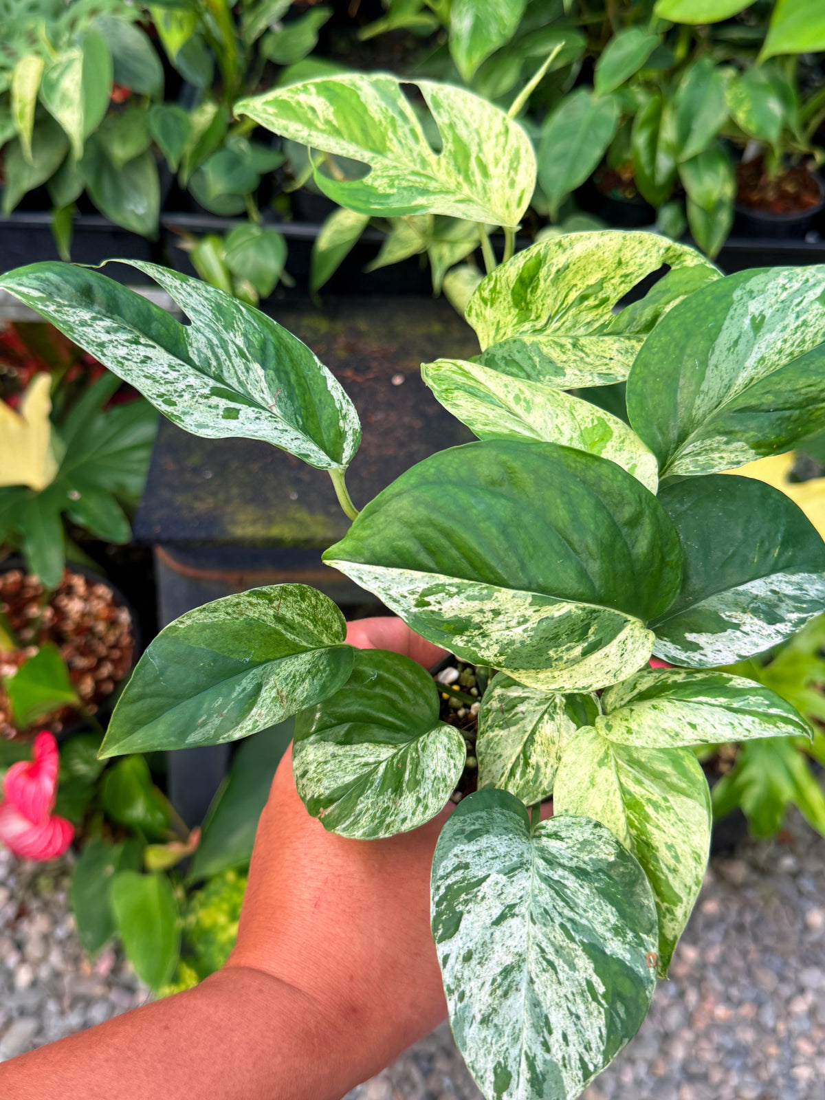 Epipremnum pinnatum 'Marble' A8