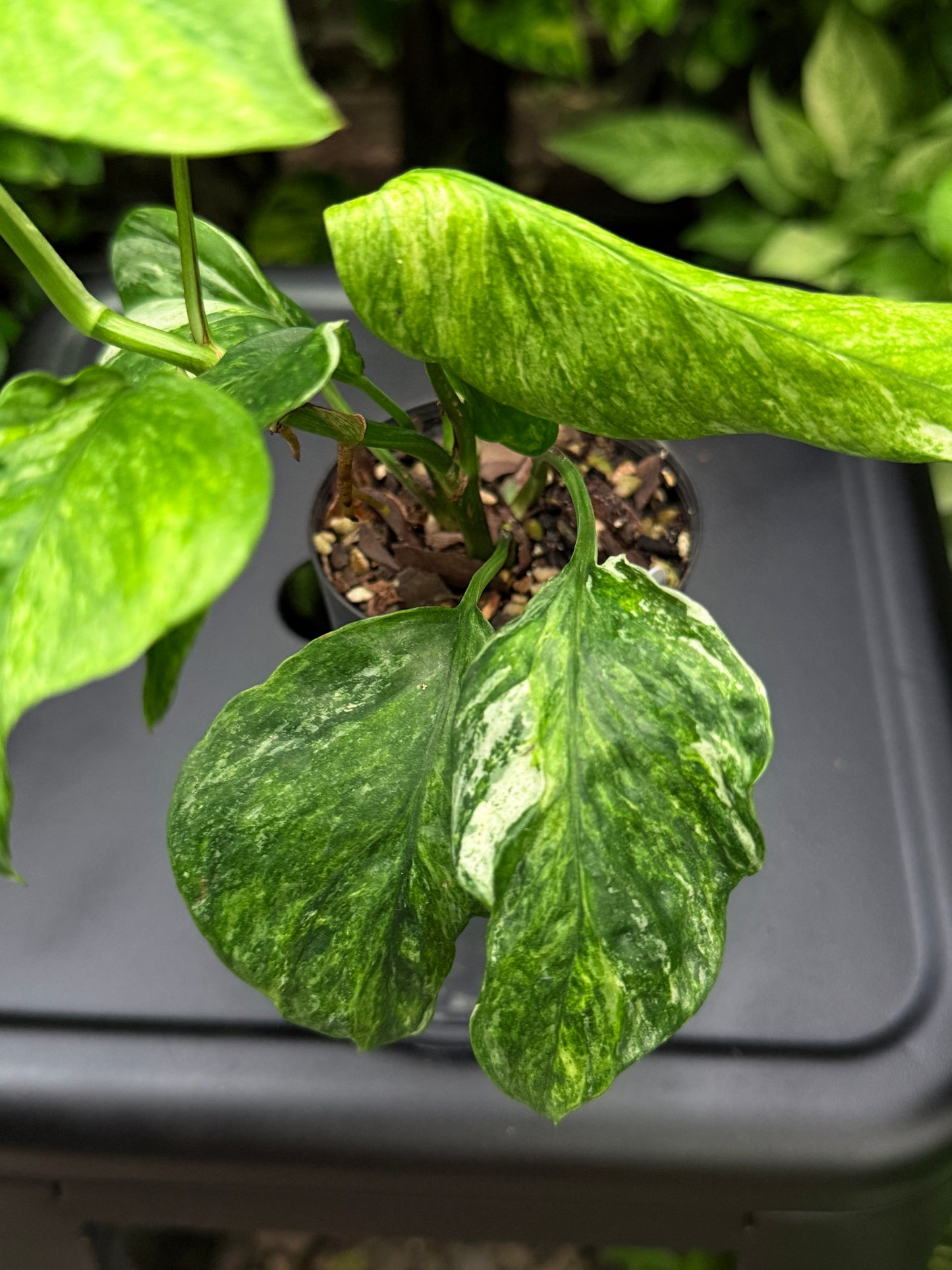 Epipremnum pinnatum 'Bali Hanoman' NONTC I14