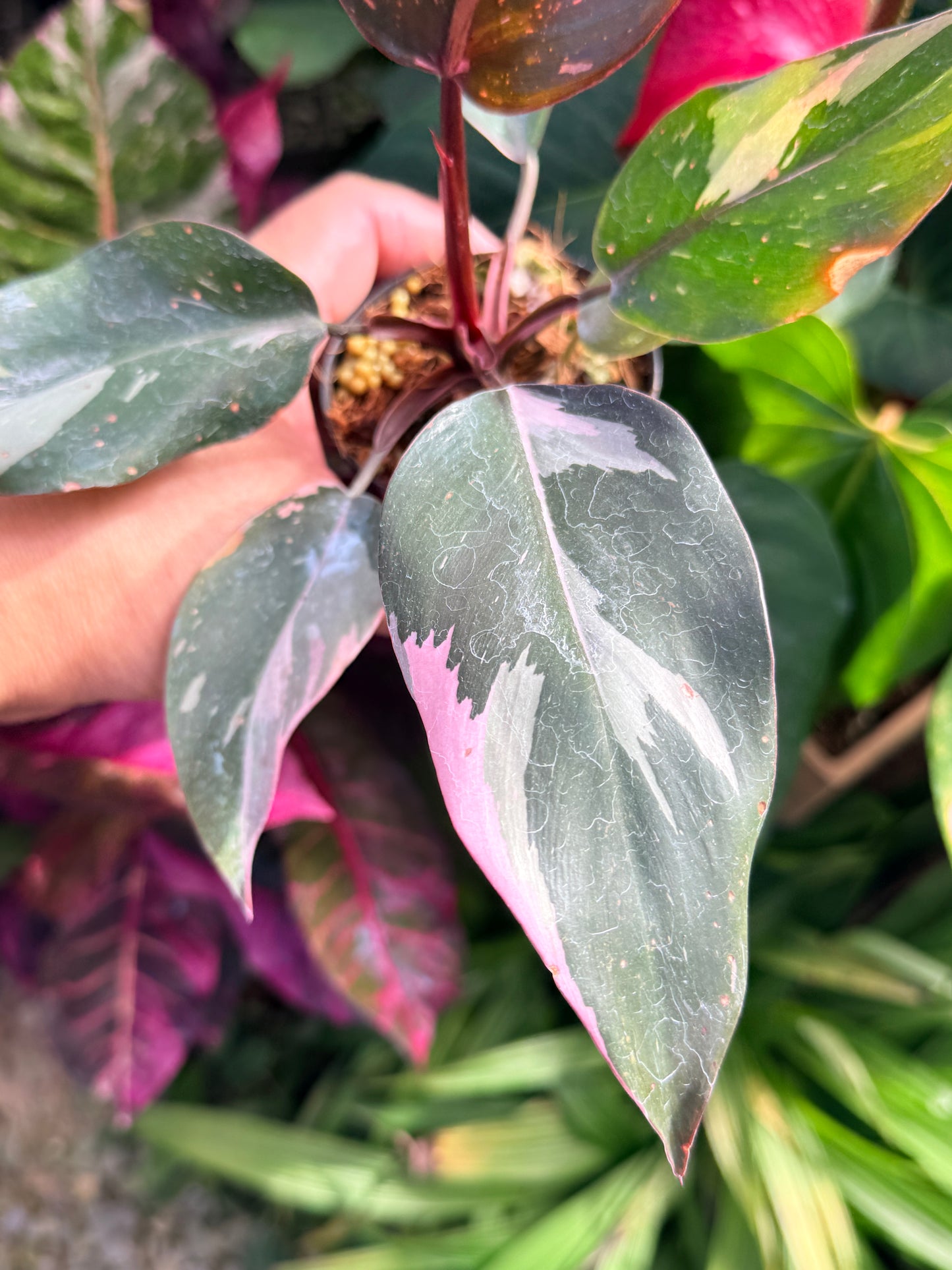 Philodendron 'Pink Princess Marble' N11