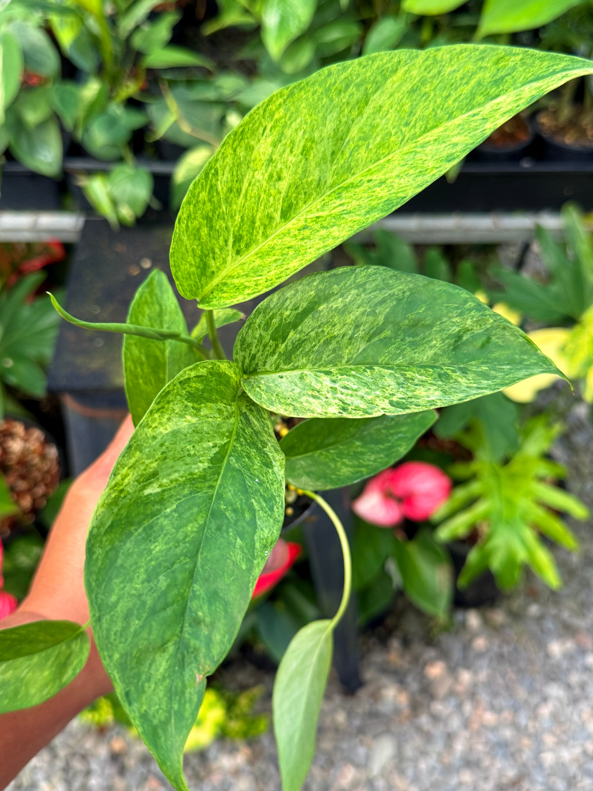 Epipremnum pinnatum 'Mnint' W67
