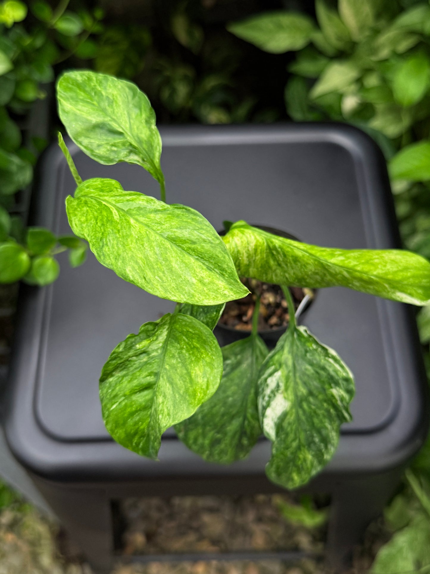 Epipremnum pinnatum 'Bali Hanoman' NONTC I14