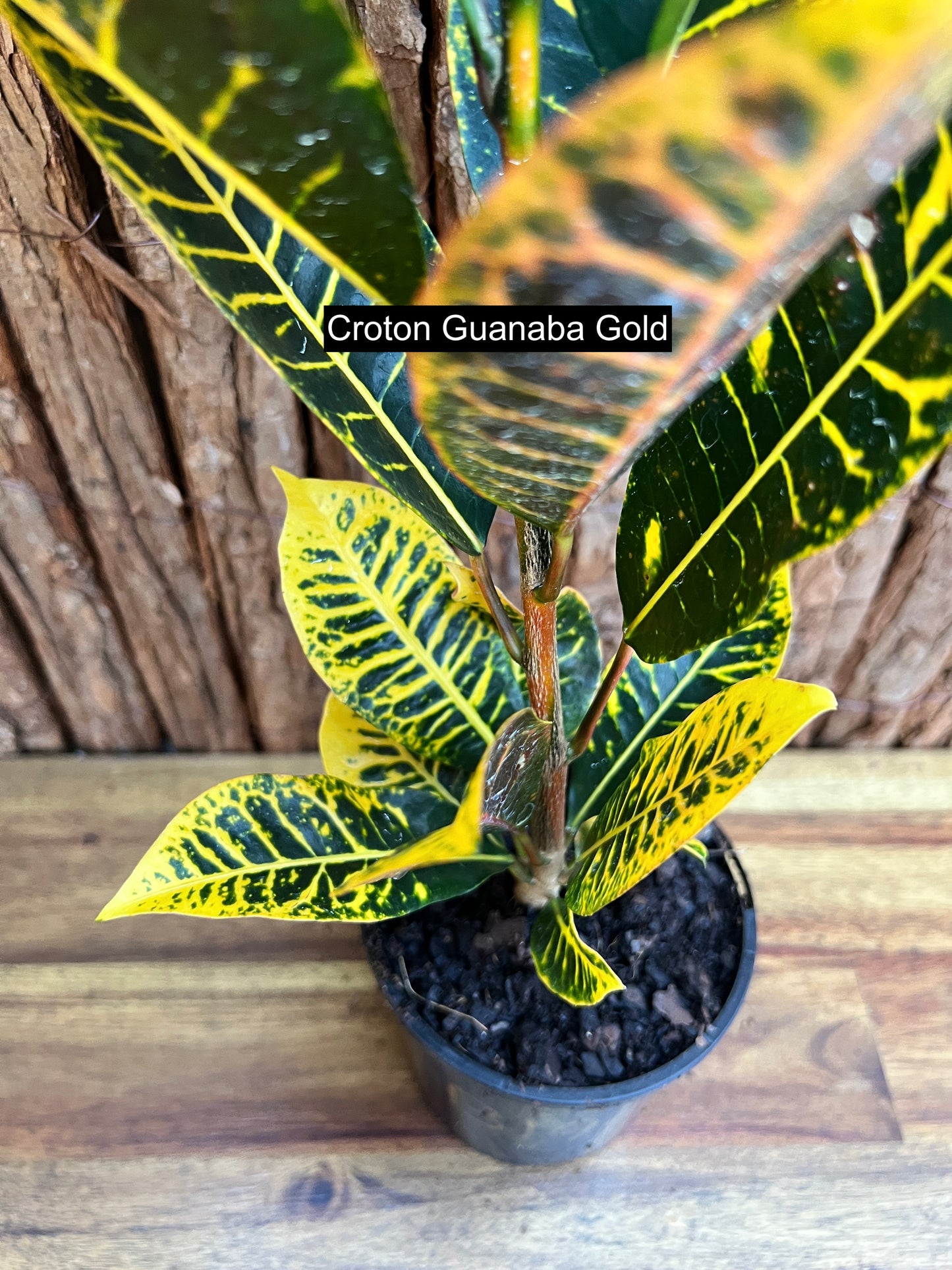 Croton Guanaba Gold B195